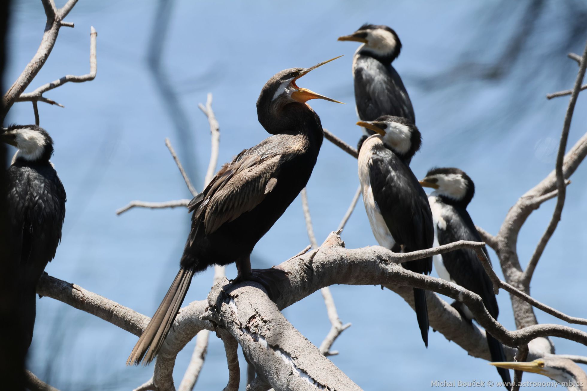 Anhinga australská (Anhinga novaehollandiae)