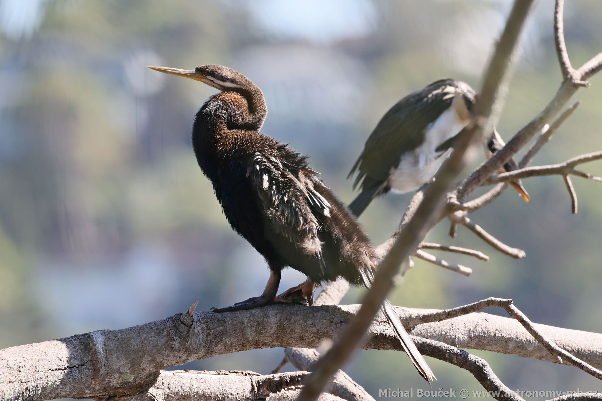 Anhinga australská (Anhinga novaehollandiae)