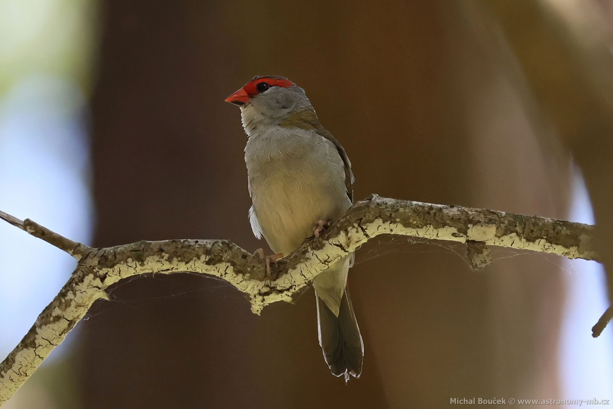 Astrild rudobrvý (Aegintha temporalis)