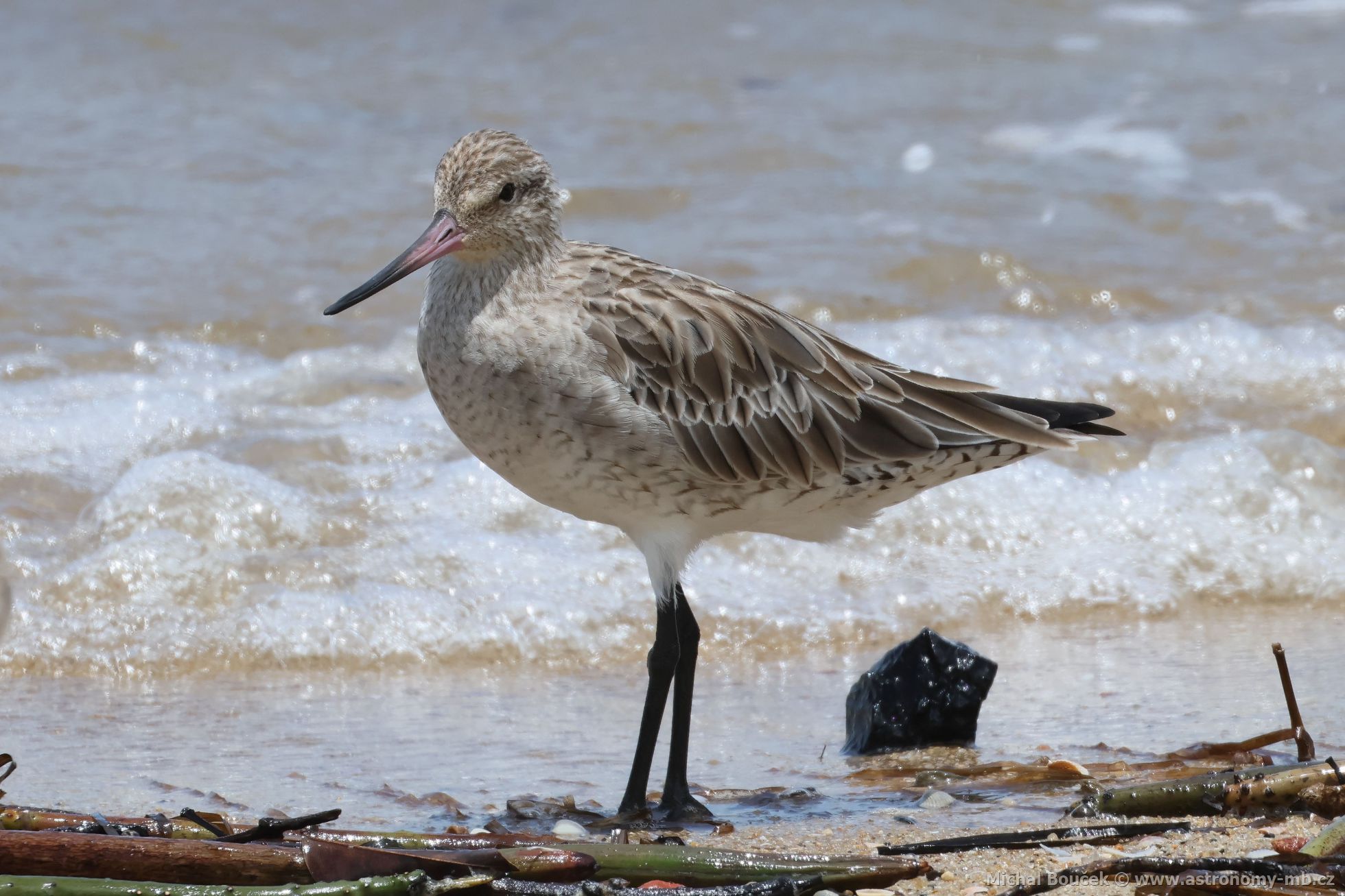 Behouš rudý (Limosa lapponica)