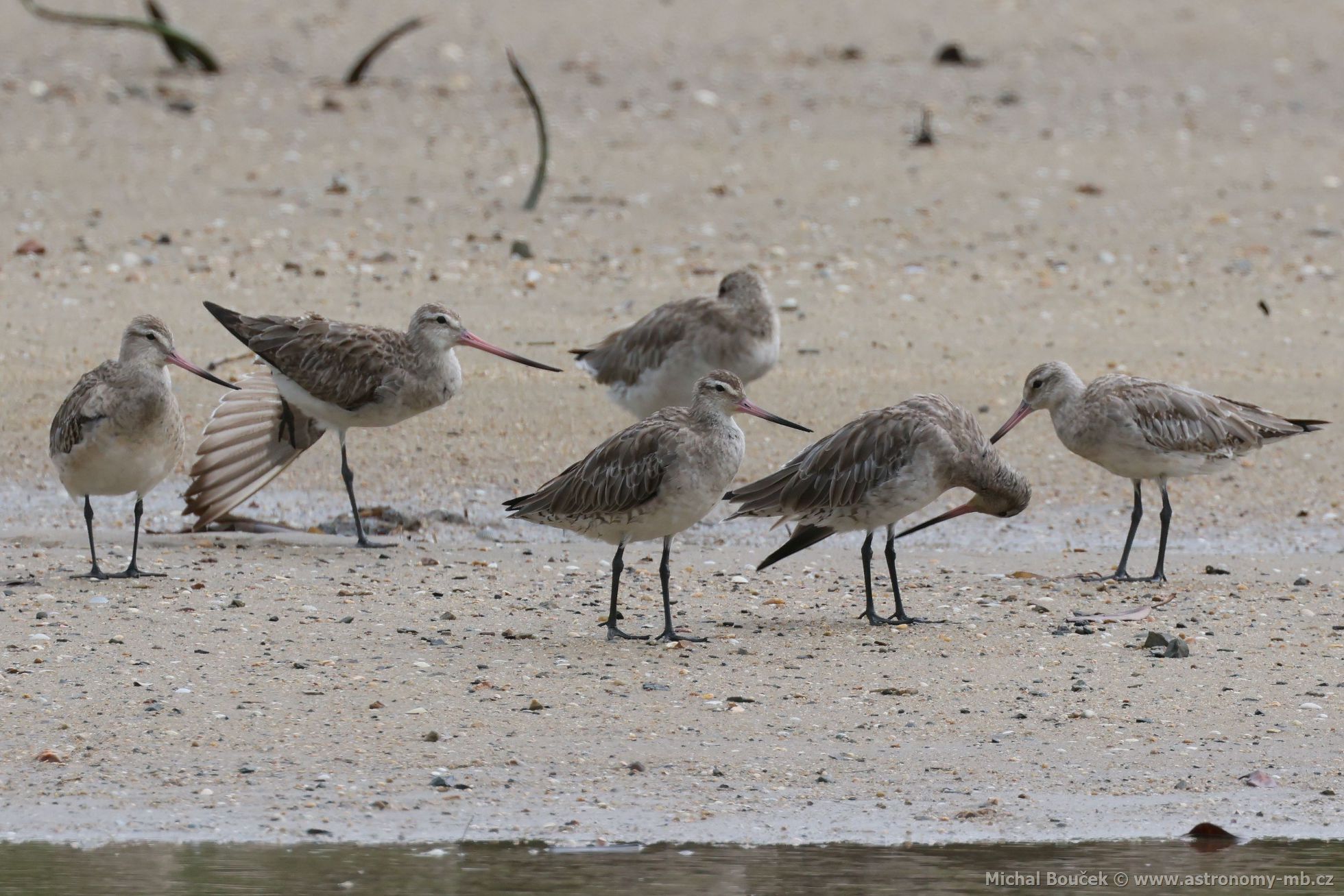 Behouš rudý (Limosa lapponica)