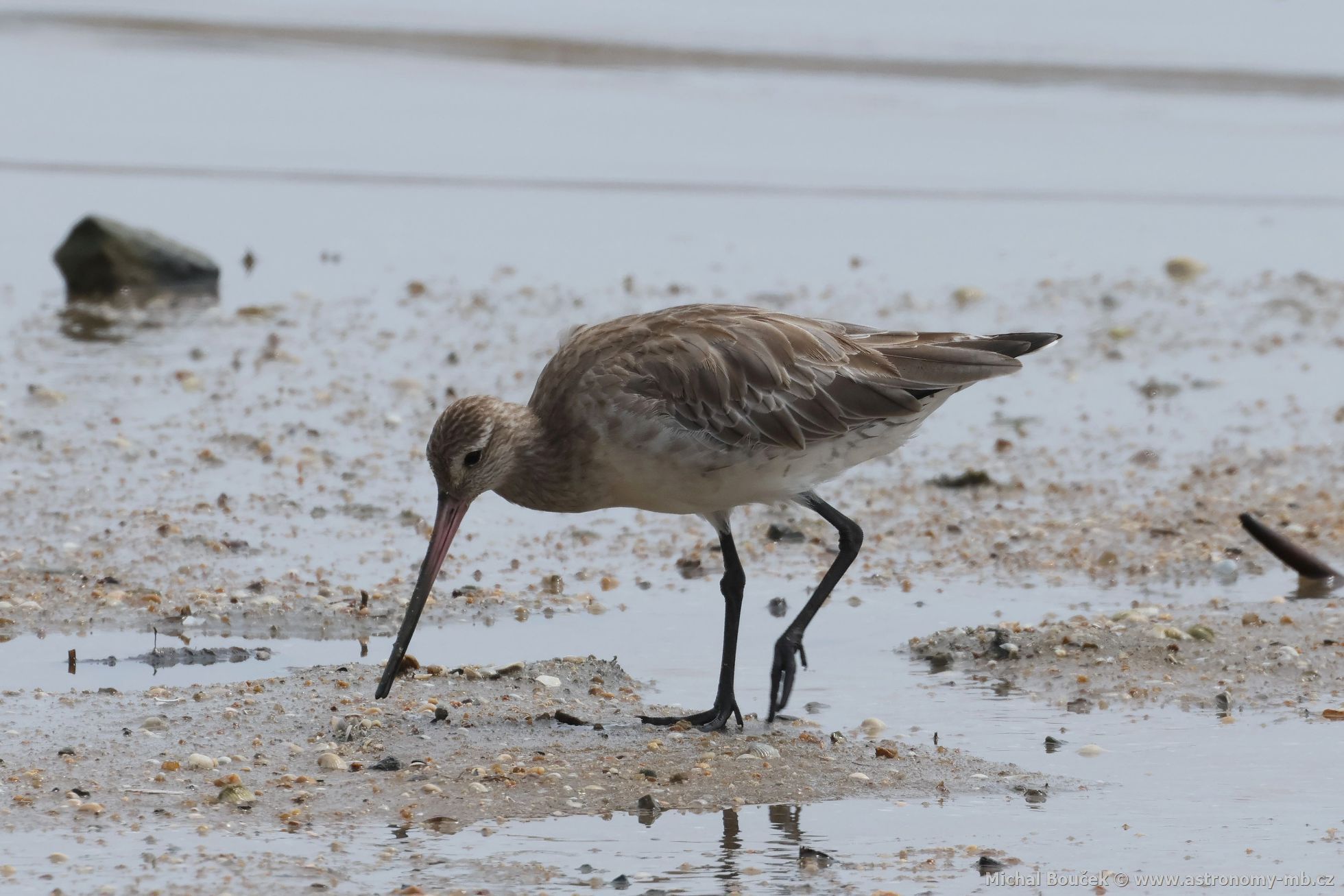 Behouš rudý (Limosa lapponica)