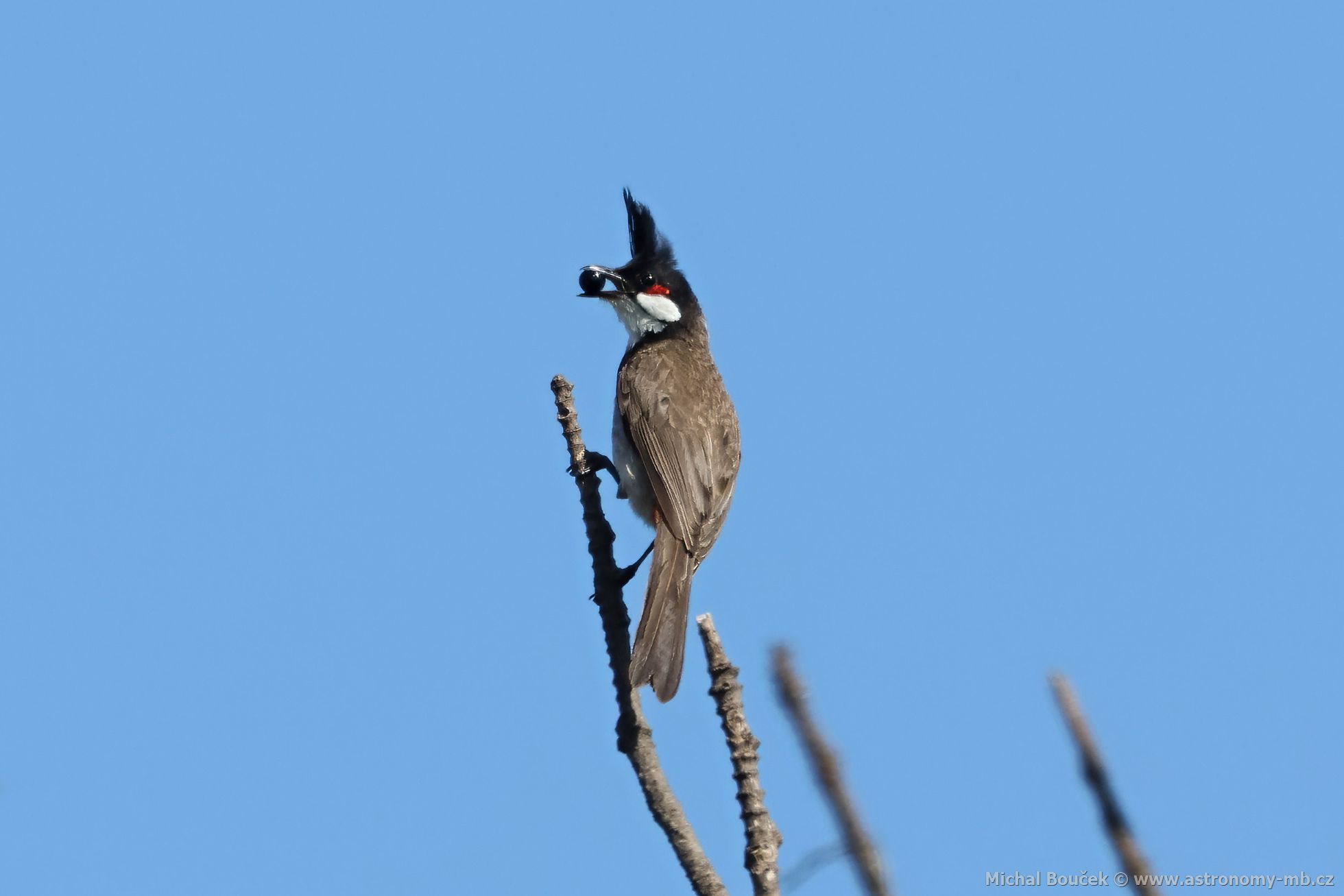 Bulbul ervenouchý (Pycnonotus jocosus)