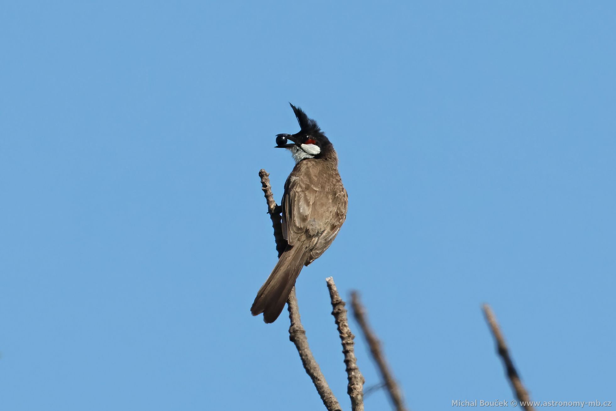 Bulbul ervenouchý (Pycnonotus jocosus)