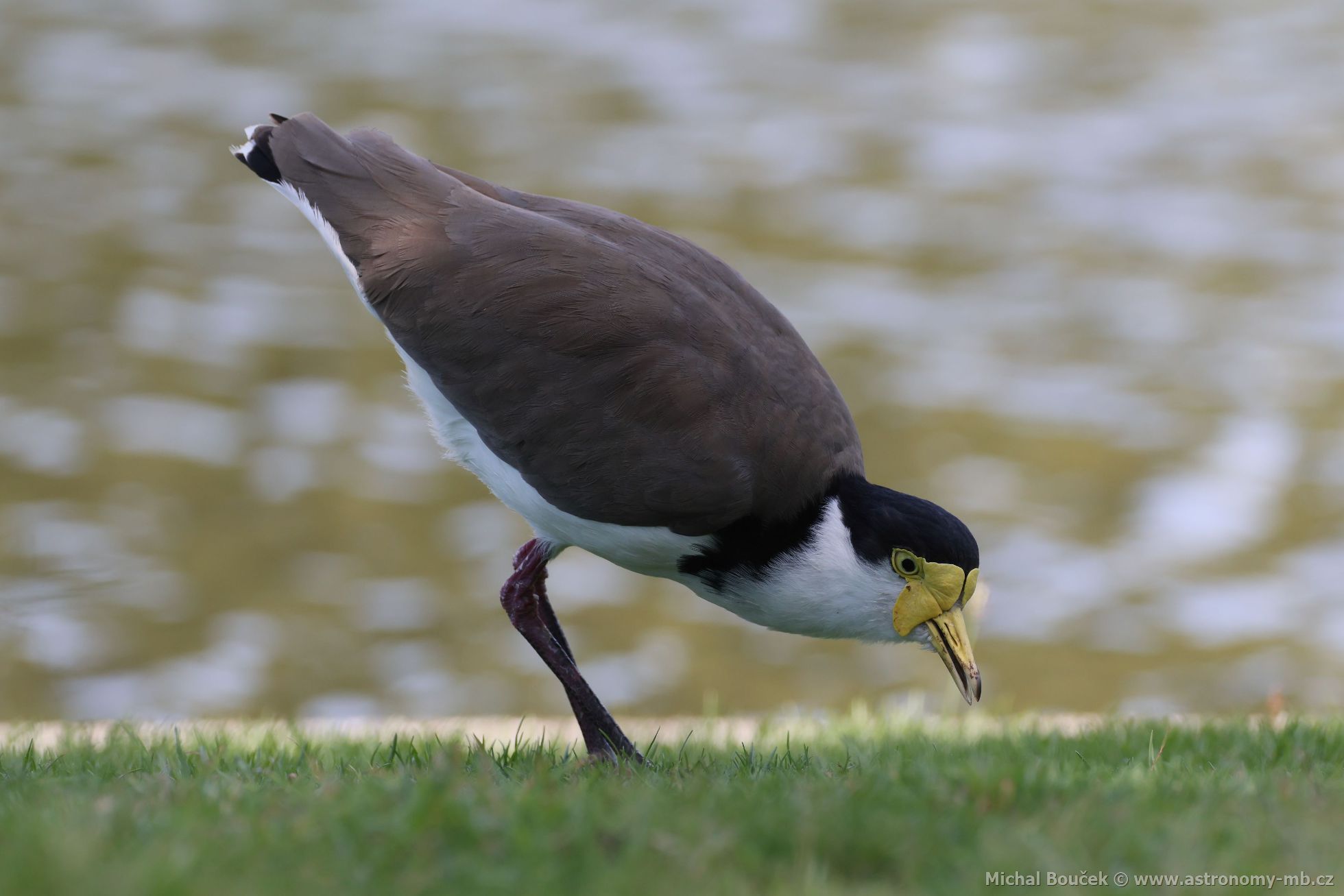 ejka australská (Vanellus miles)