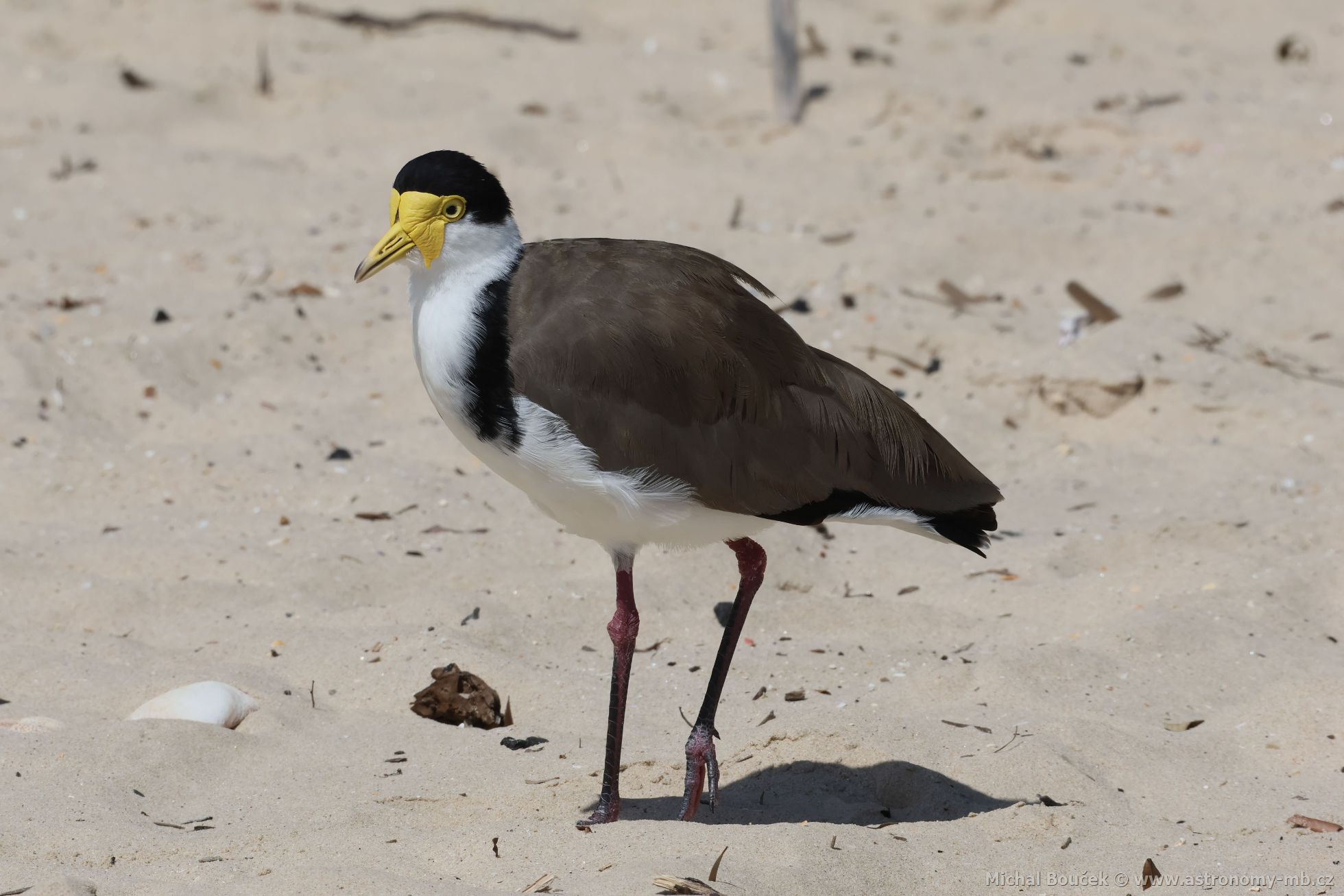 Čejka australská (Vanellus miles) Čejka australská (Vanellus miles)