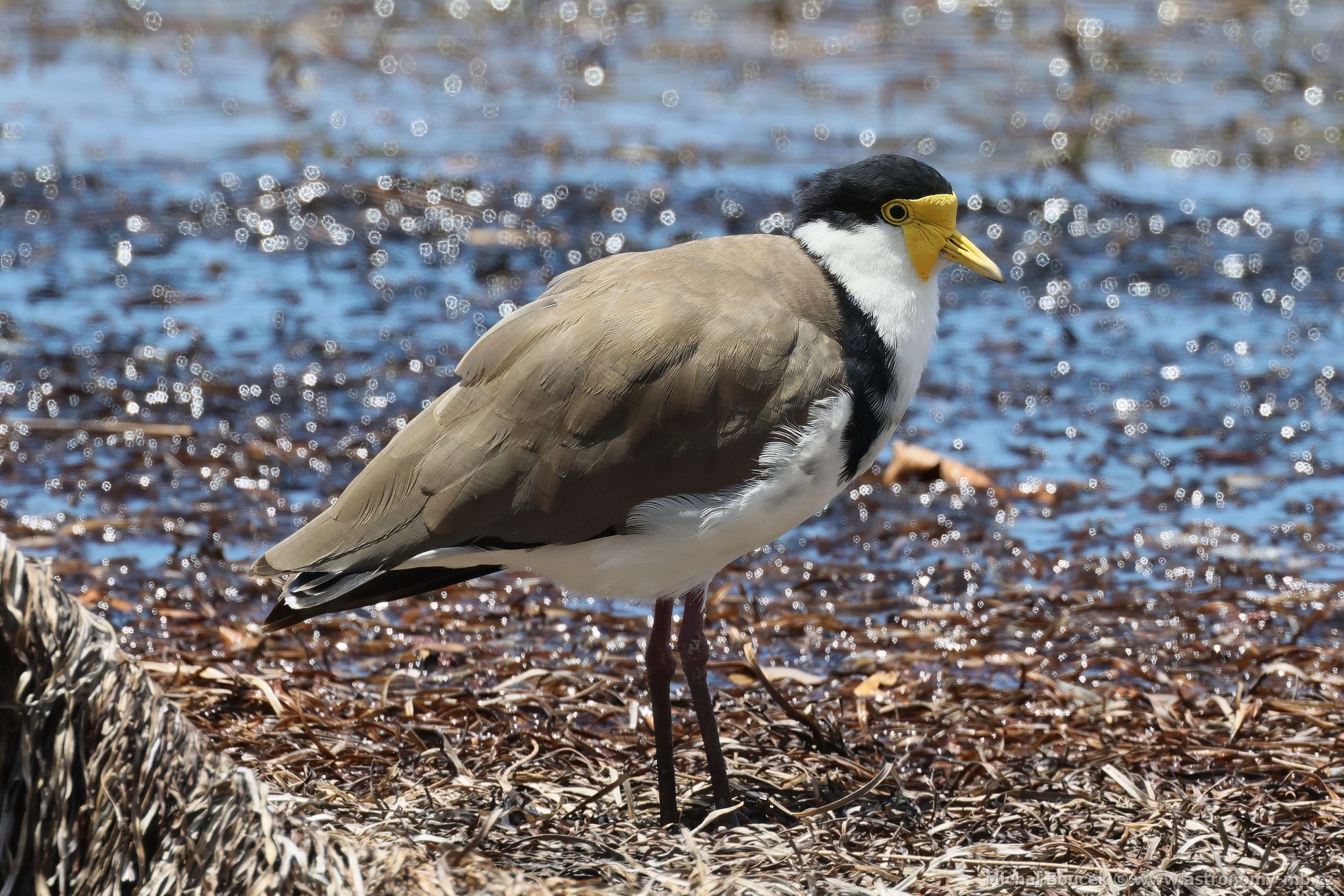 ejka australská (Vanellus miles)