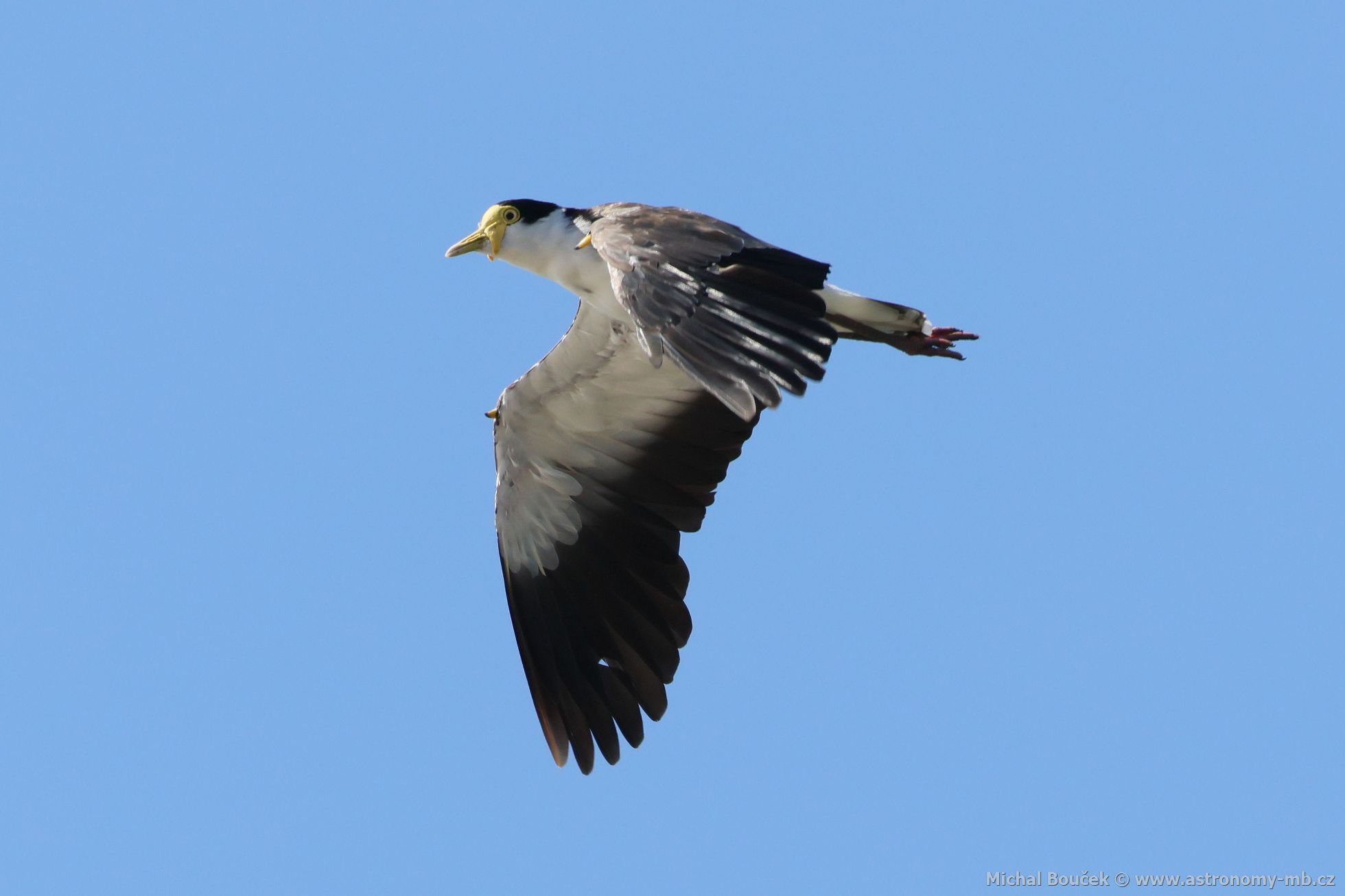 ejka australská (Vanellus miles)