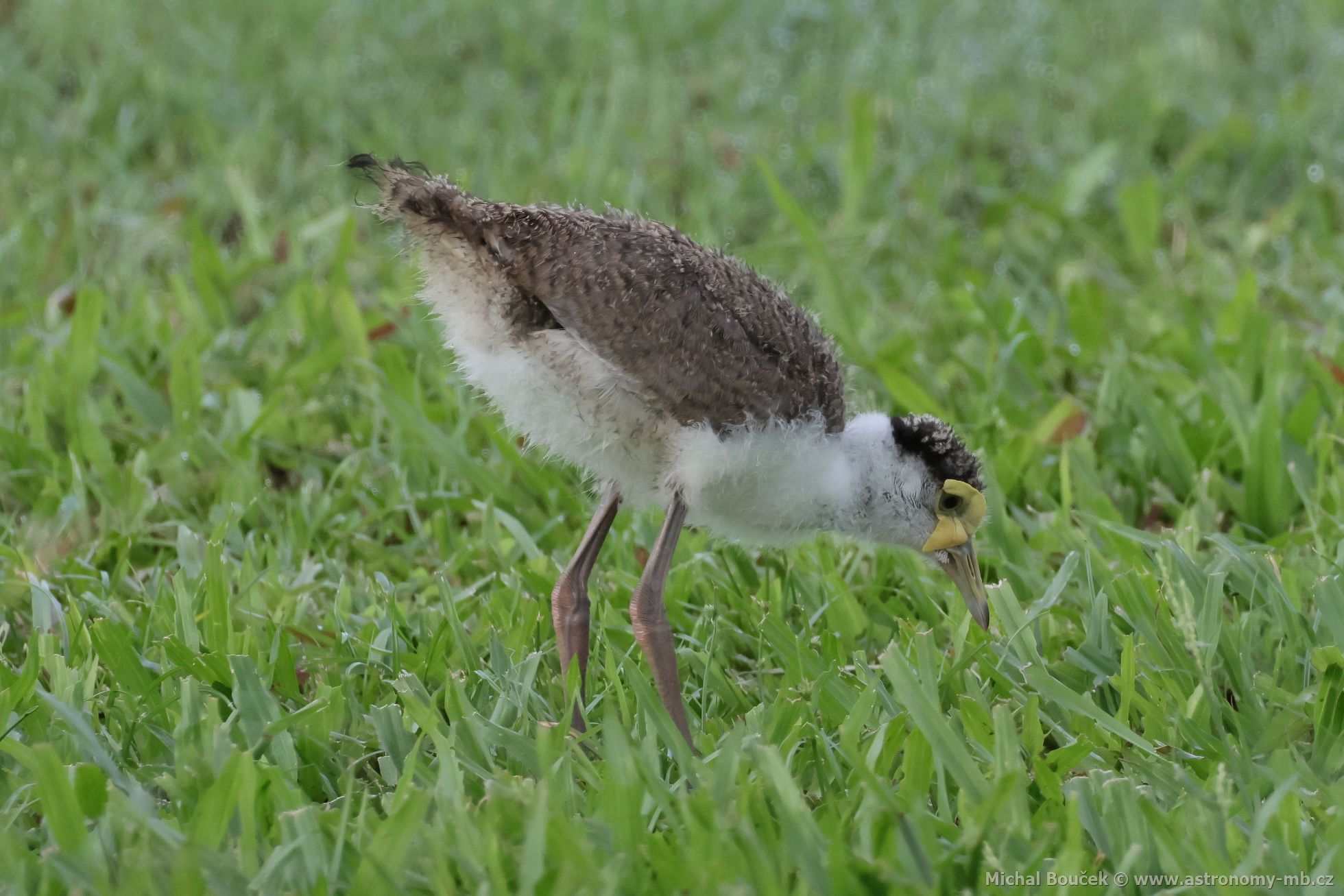 ejka australská (Vanellus miles)