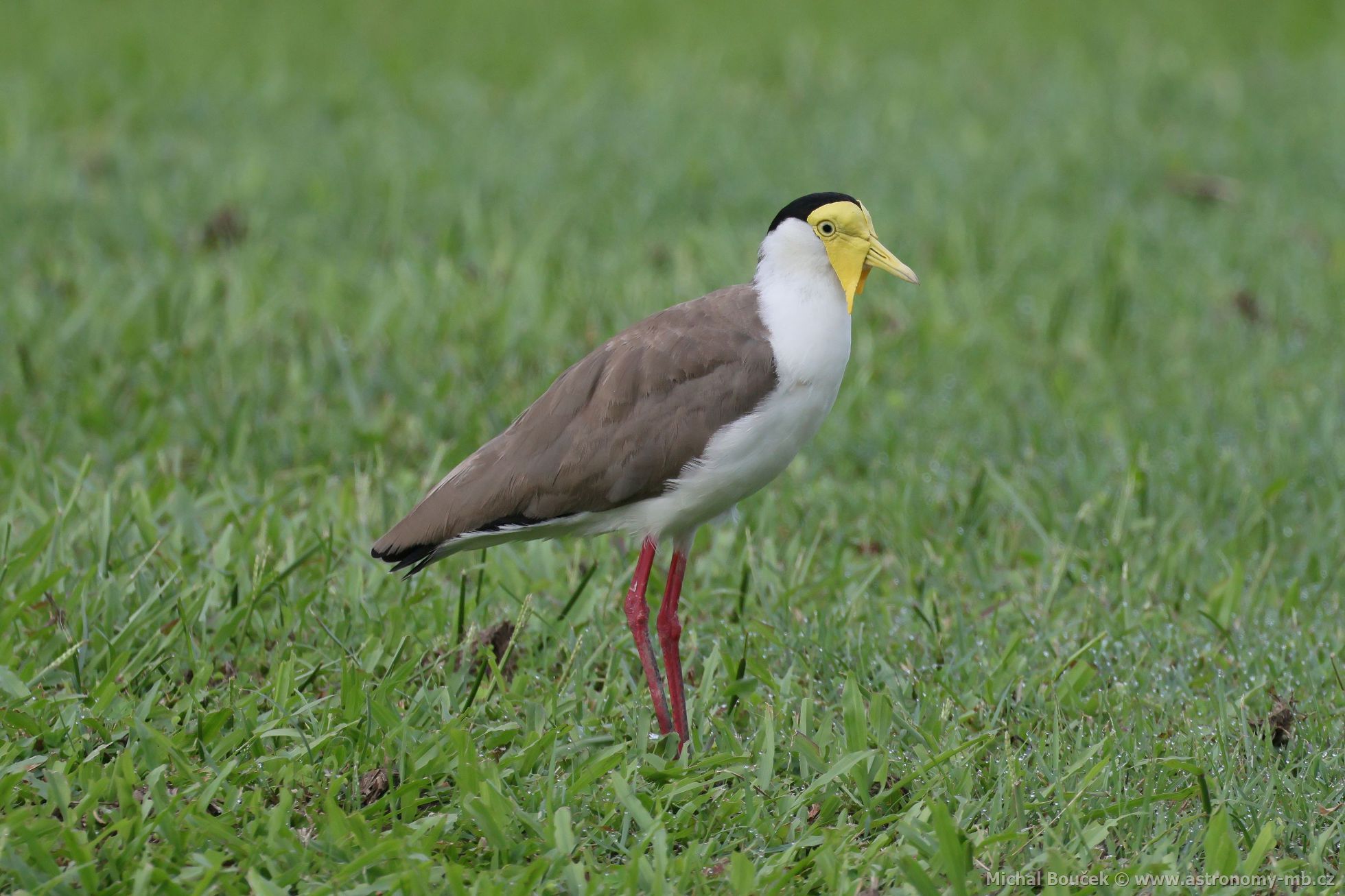 ejka australská (Vanellus miles)