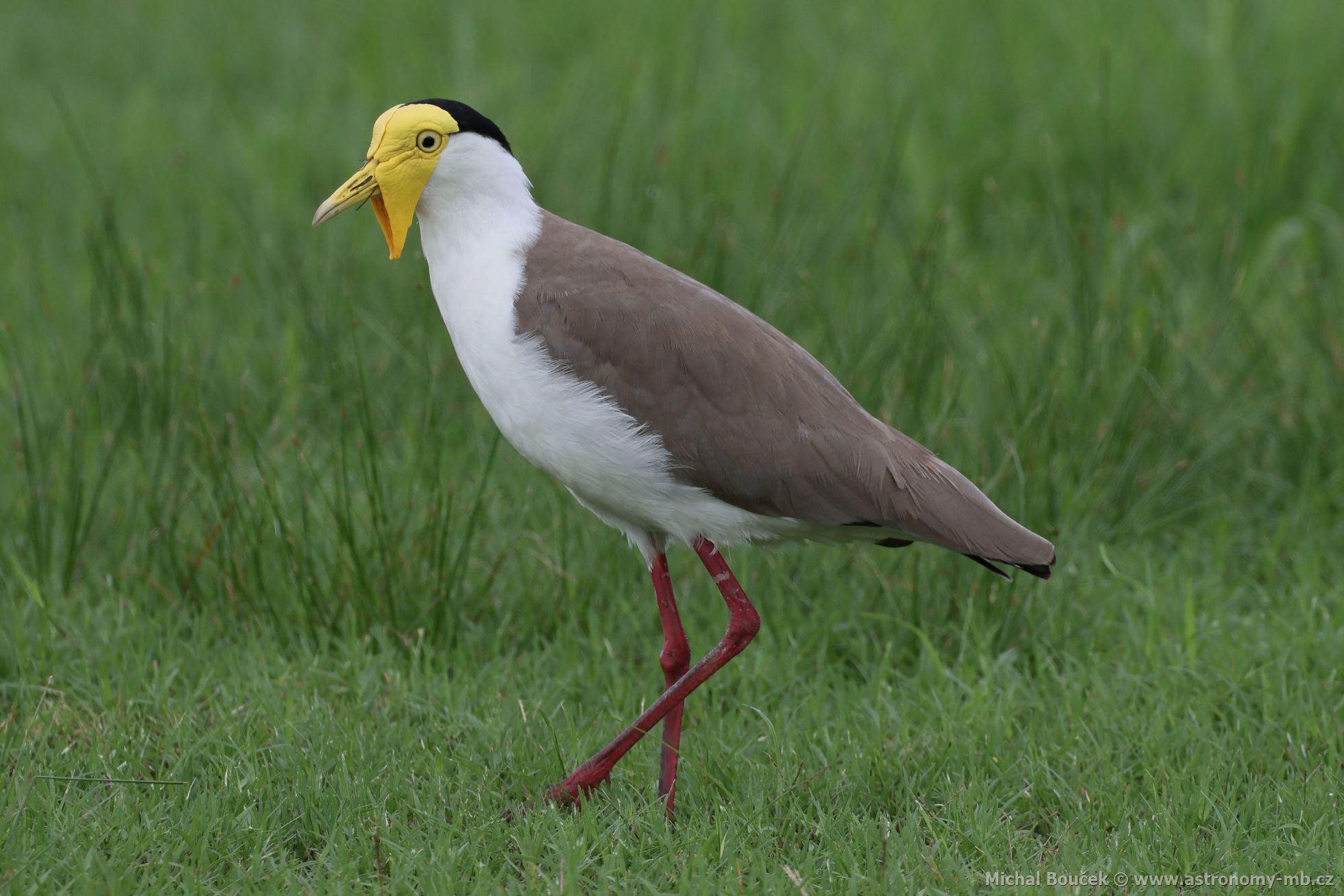 ejka australská (Vanellus miles)