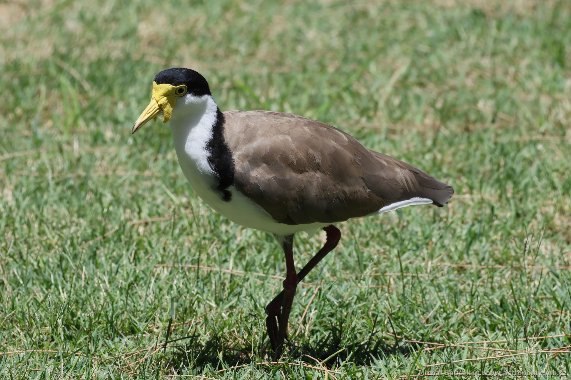 ejka australská (Vanellus miles)