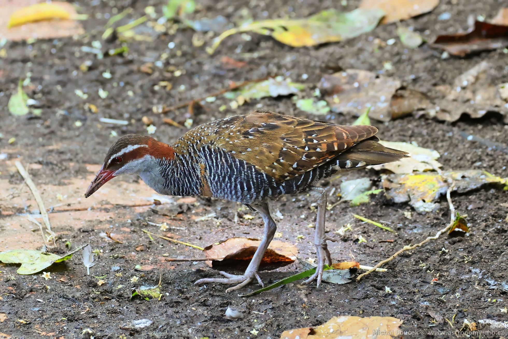 Chástal páskovaný (Hypotaenidia philippensis)