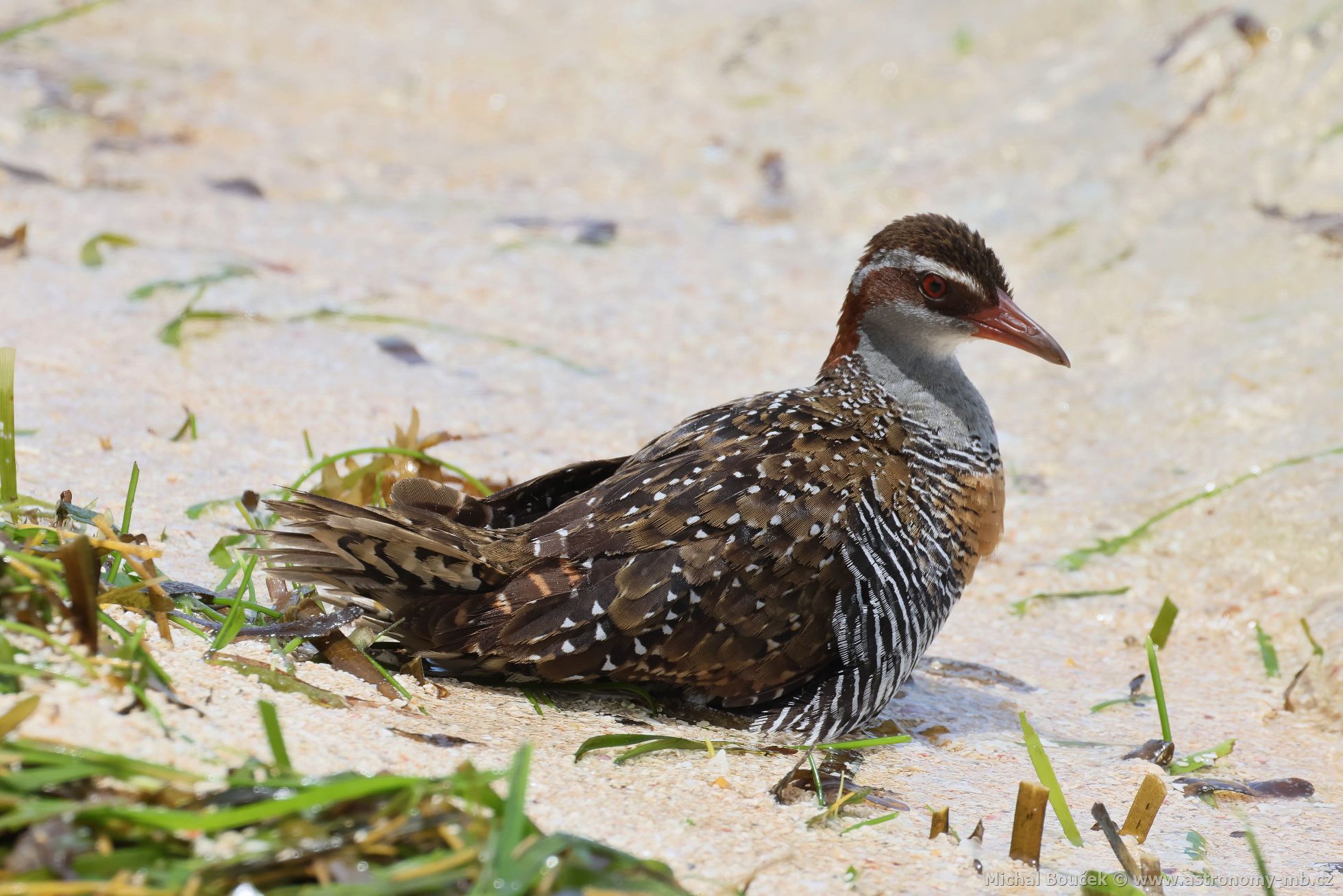 Chástal páskovaný (Hypotaenidia philippensis)