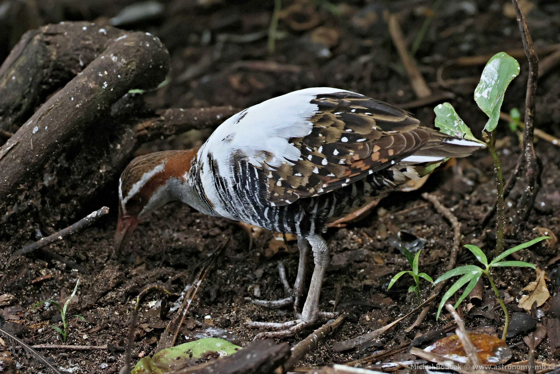 Chástal páskovaný (Hypotaenidia philippensis)