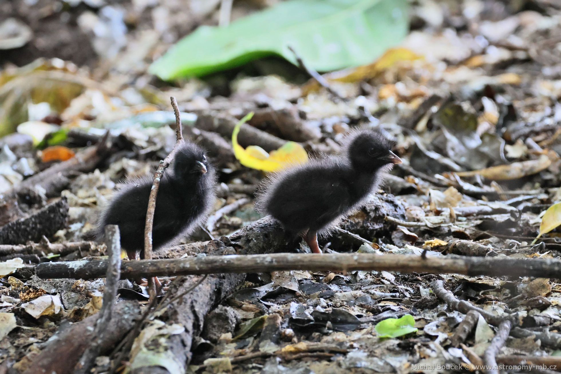 Chástal páskovaný (Hypotaenidia philippensis)