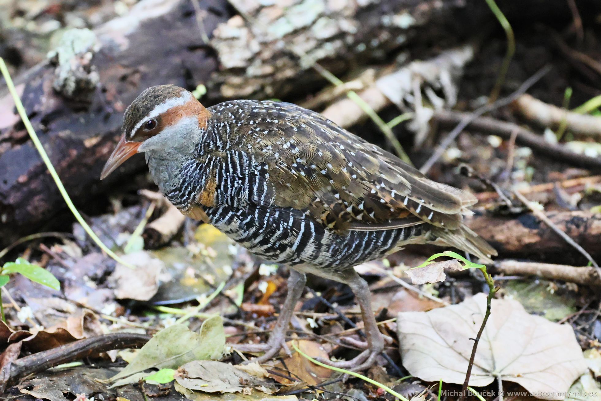 Chástal páskovaný (Hypotaenidia philippensis)
