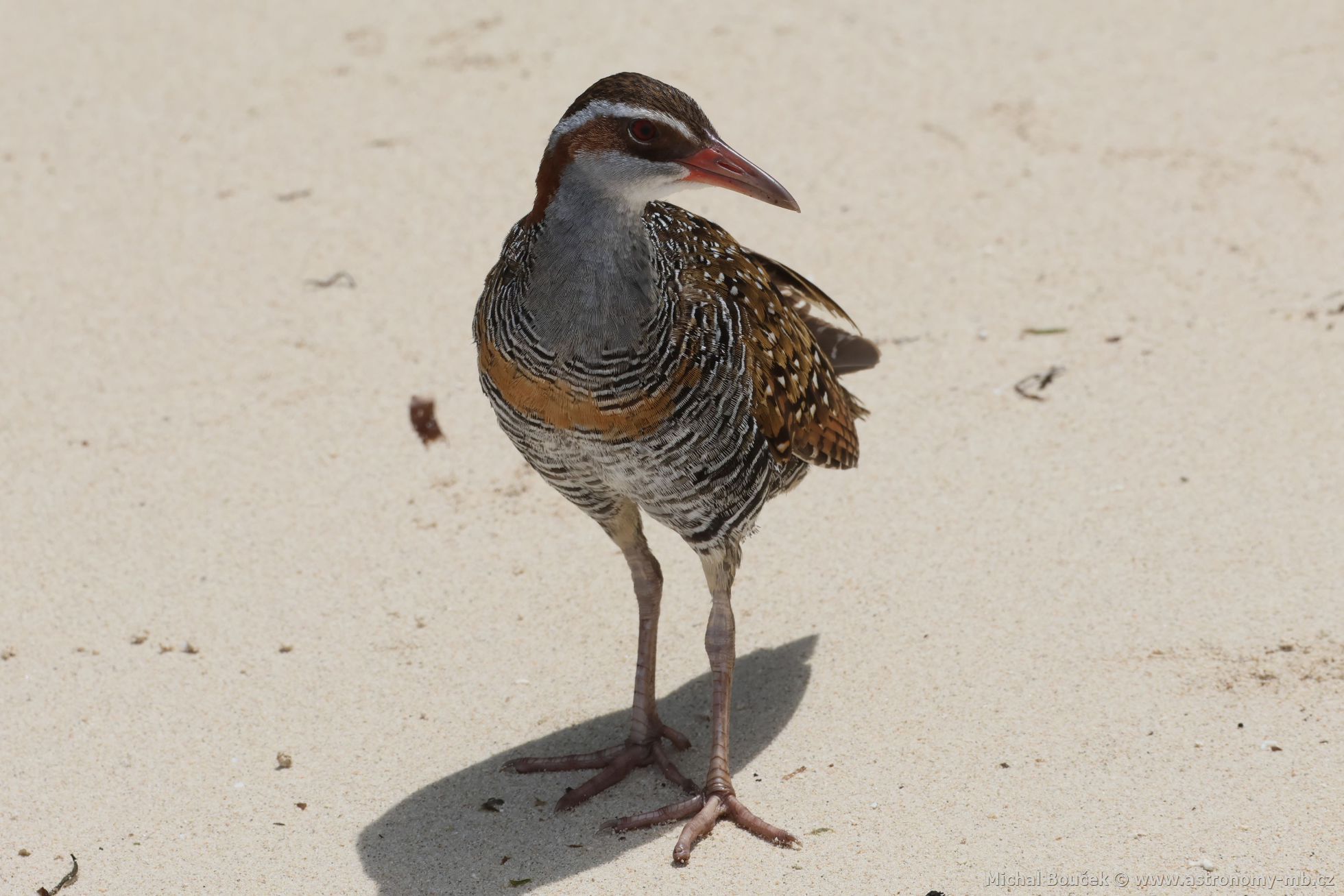 Chástal páskovaný (Hypotaenidia philippensis)