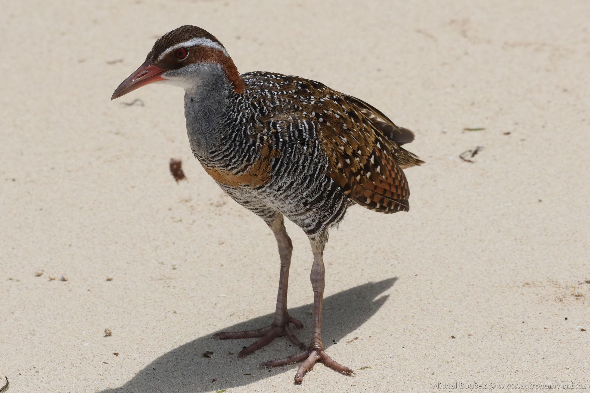 Chástal páskovaný (Hypotaenidia philippensis)