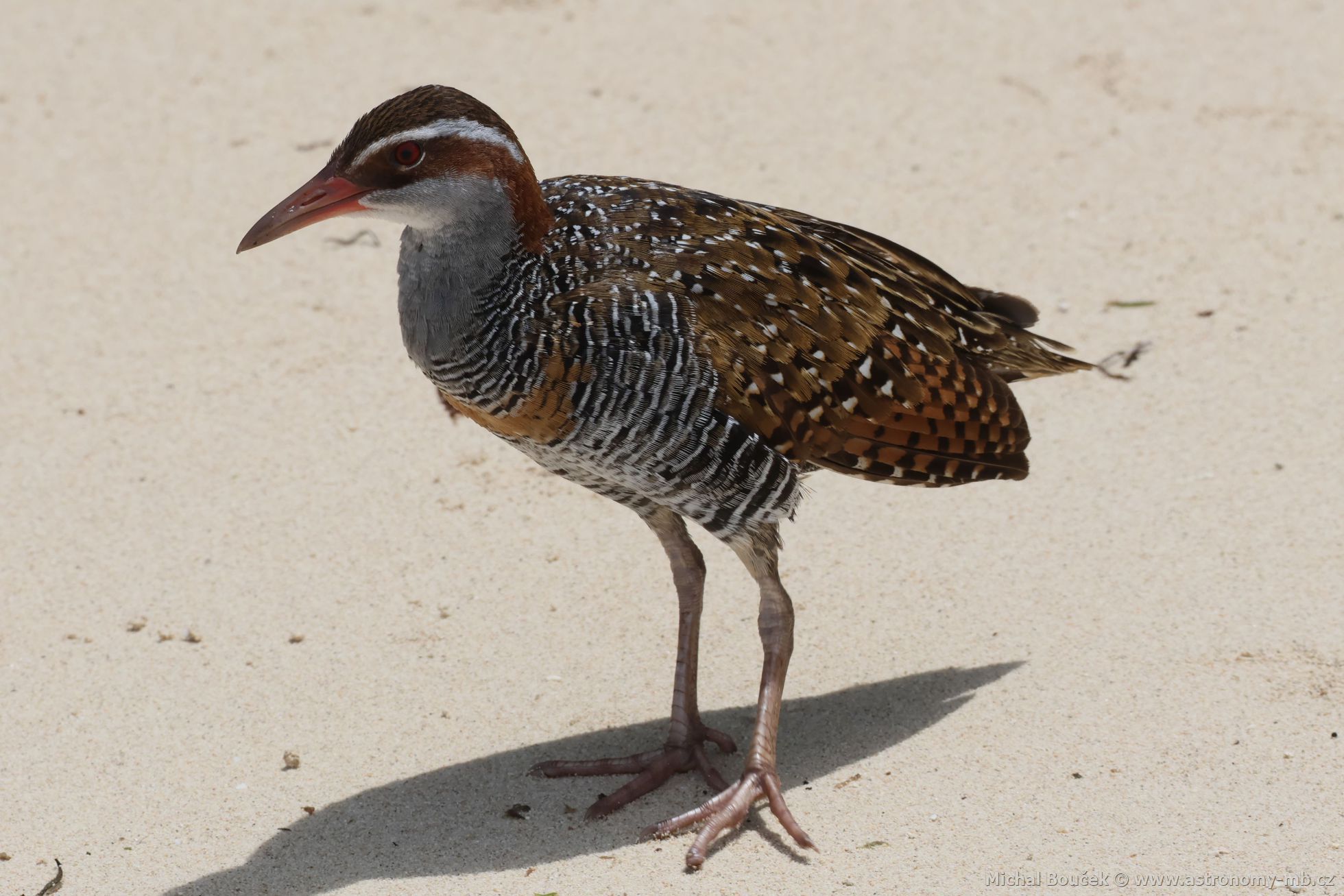 Chástal páskovaný (Hypotaenidia philippensis)