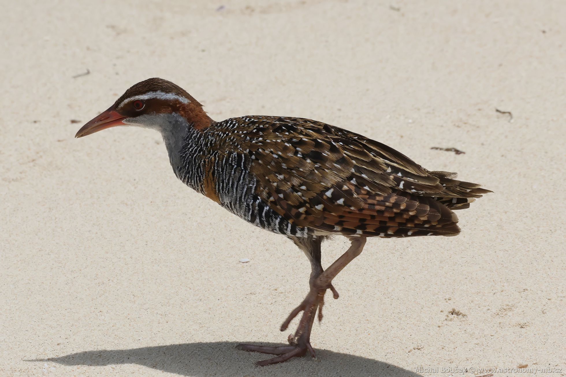 Chástal páskovaný (Hypotaenidia philippensis)