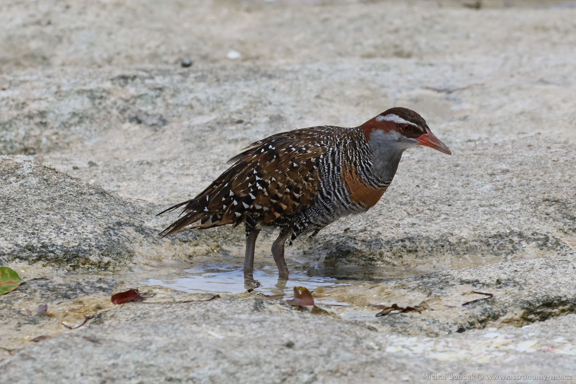 Chástal páskovaný (Hypotaenidia philippensis)