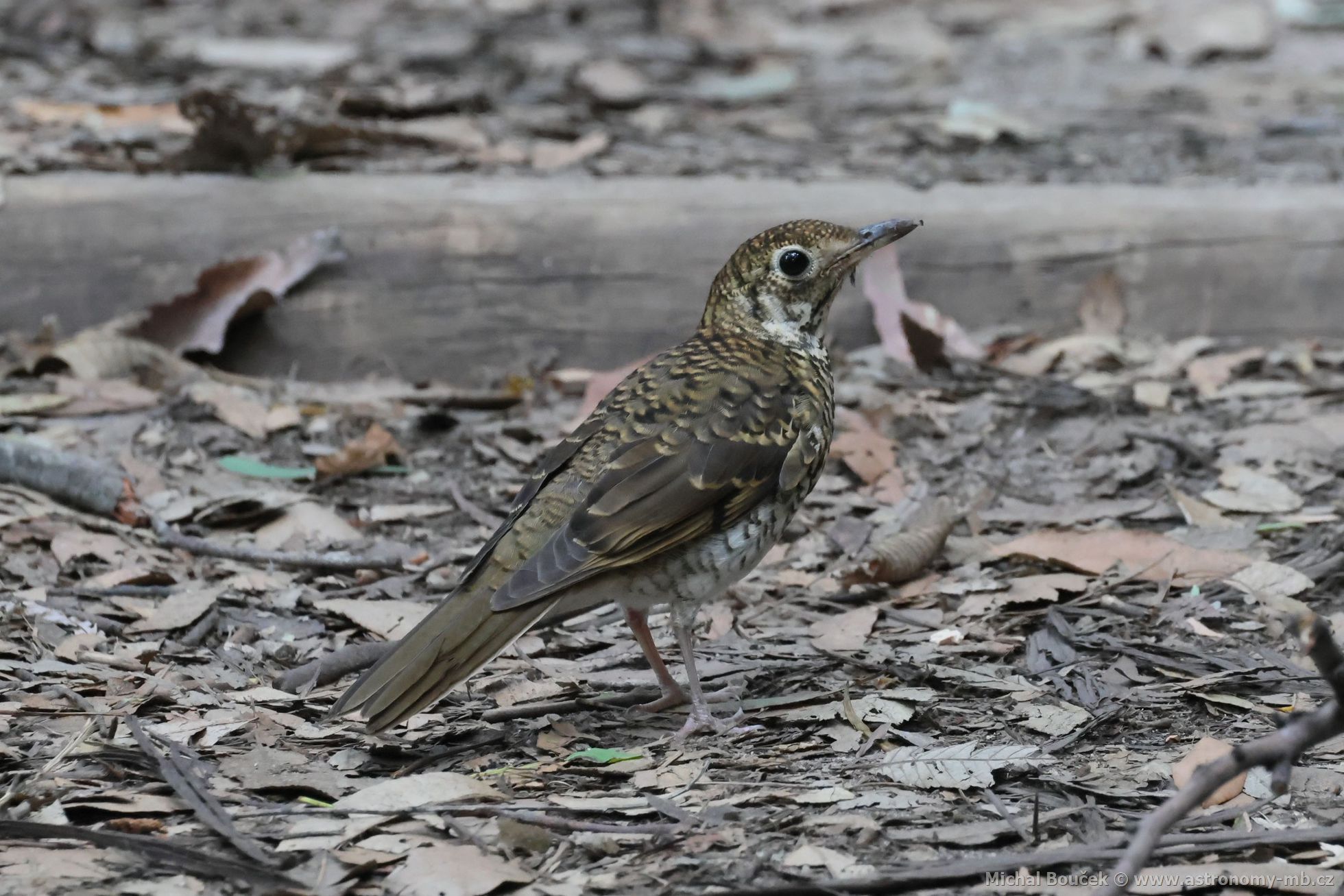 Drozd australský (Zoothera lunulata)