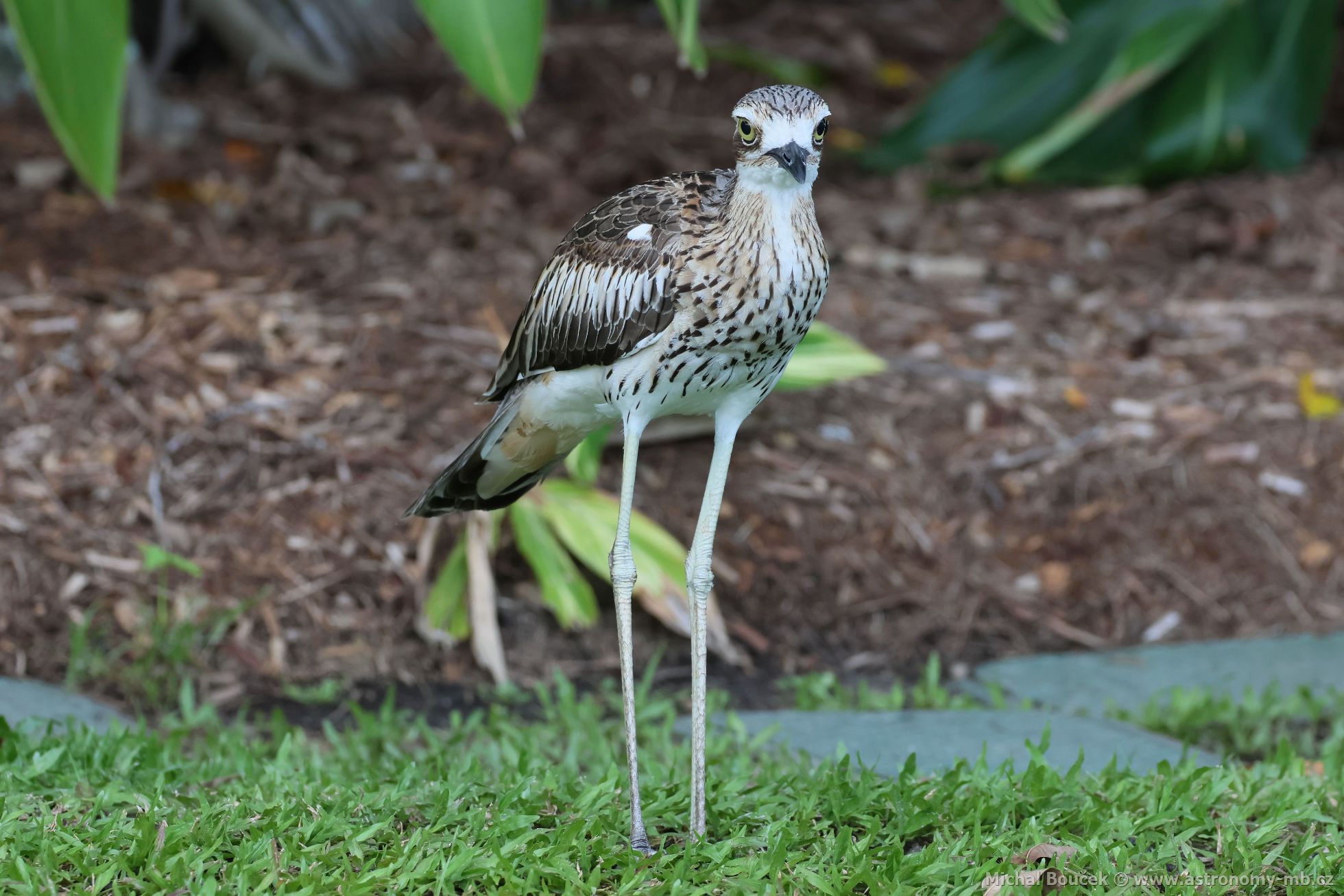 Dytík velký (Burhinus grallarius)