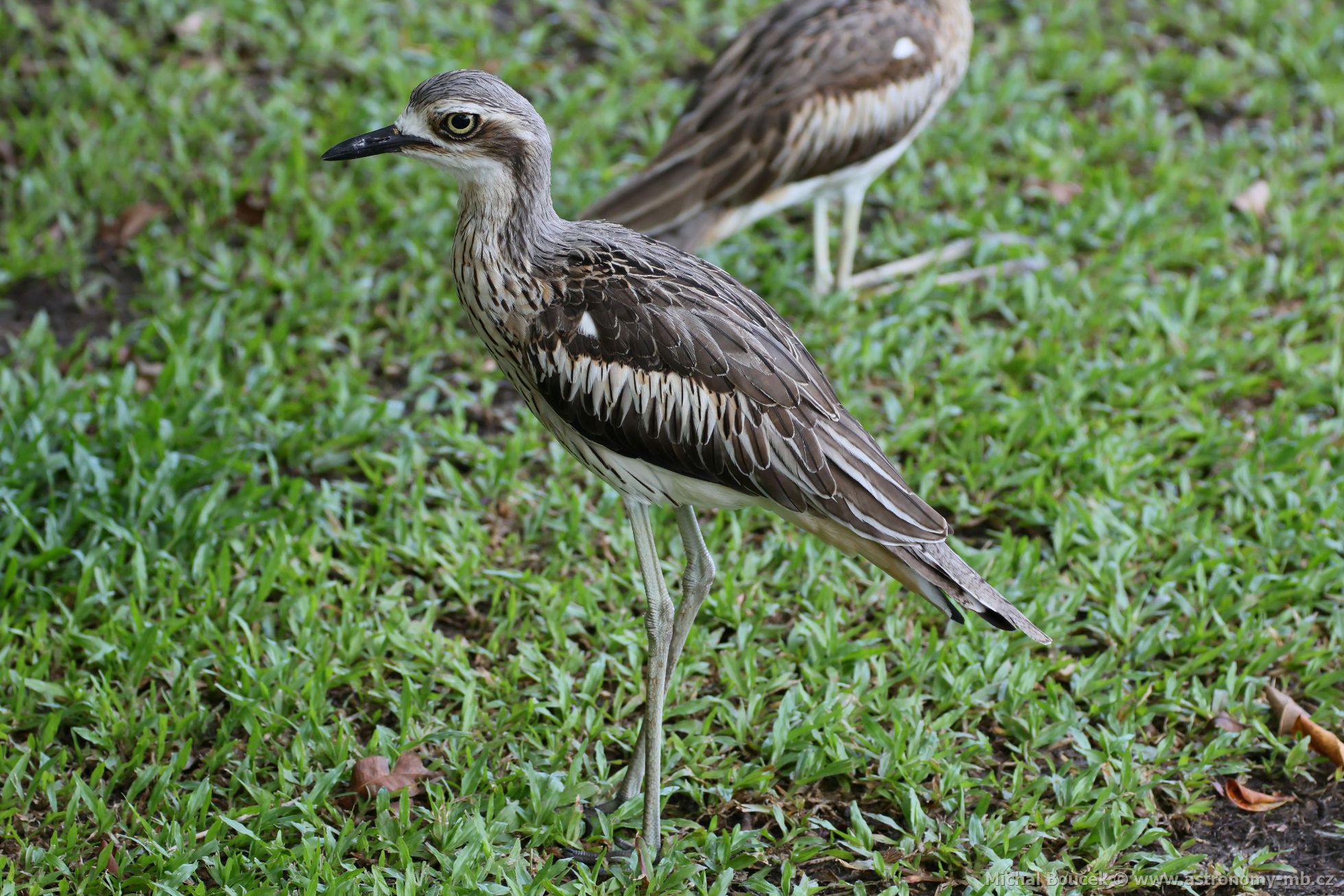 Dytík velký (Burhinus grallarius)