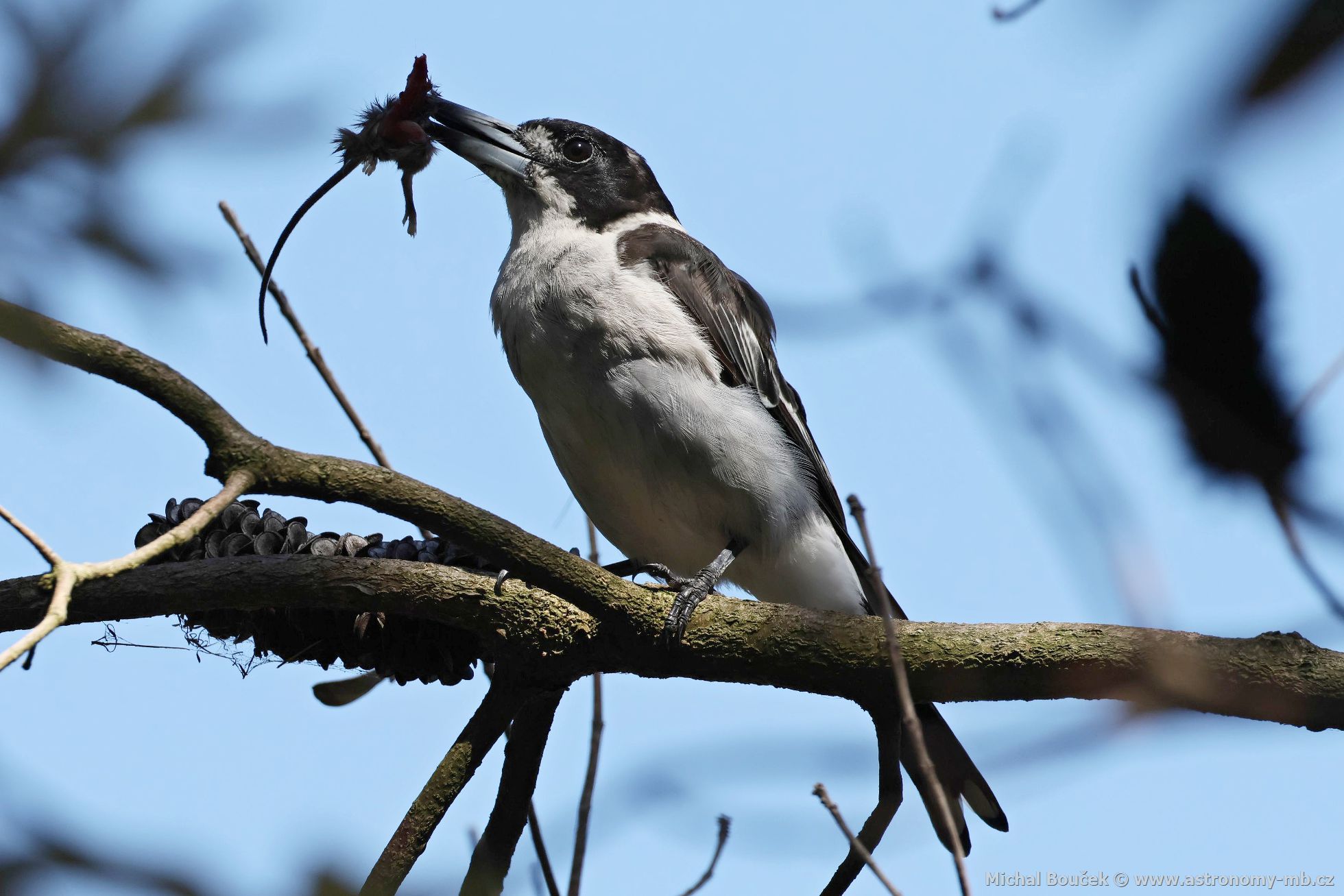 Fléták šedohbetý (Cracticus torquatus)