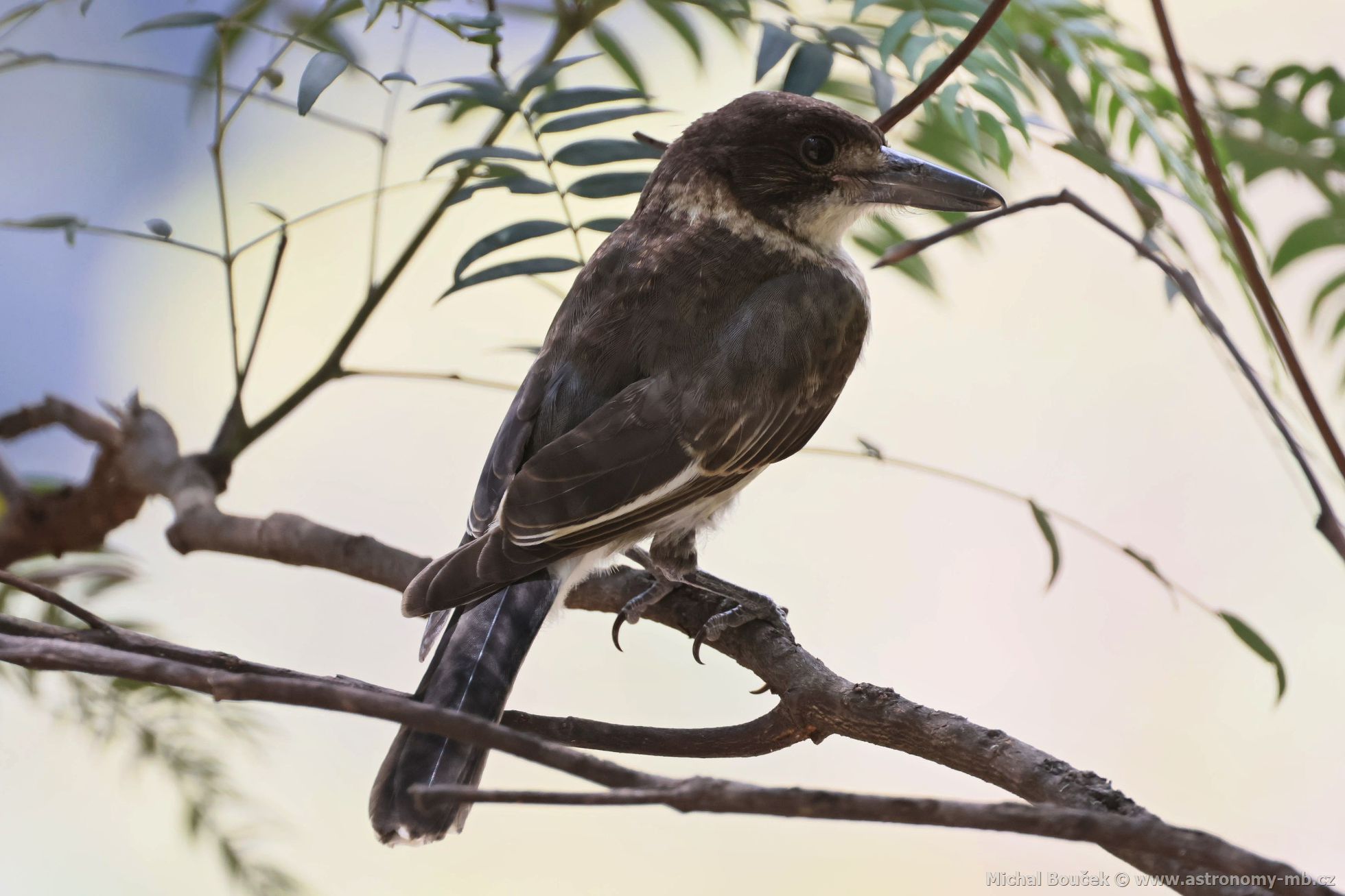 Fléták šedohbetý (Cracticus torquatus)