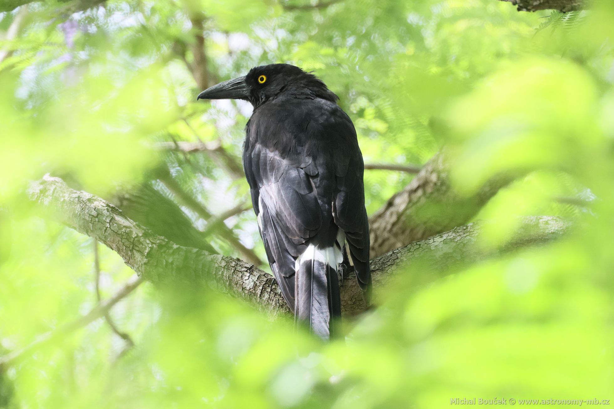 Fléták šedohbetý (Cracticus torquatus)