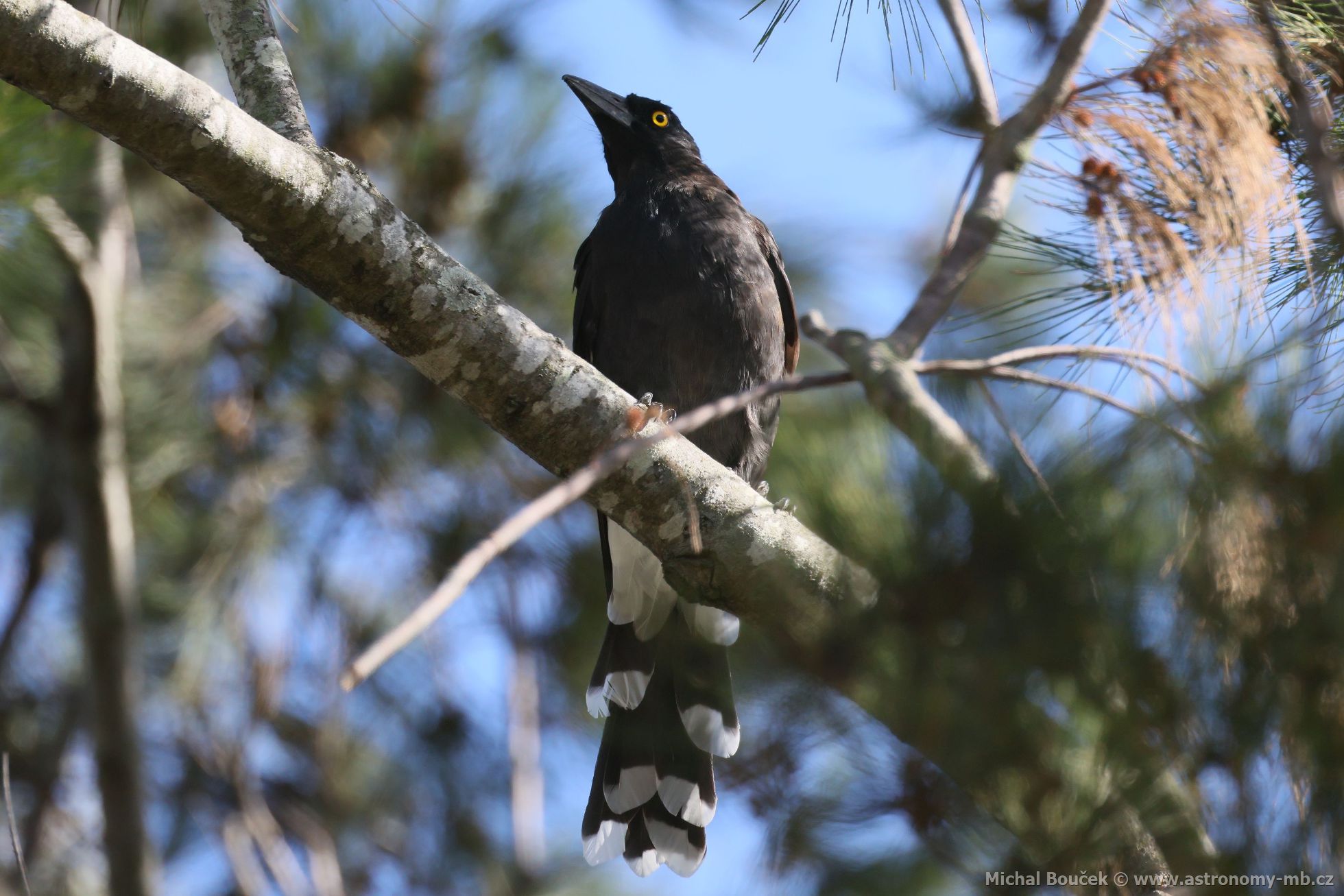 Fléták šedohbetý (Cracticus torquatus)
