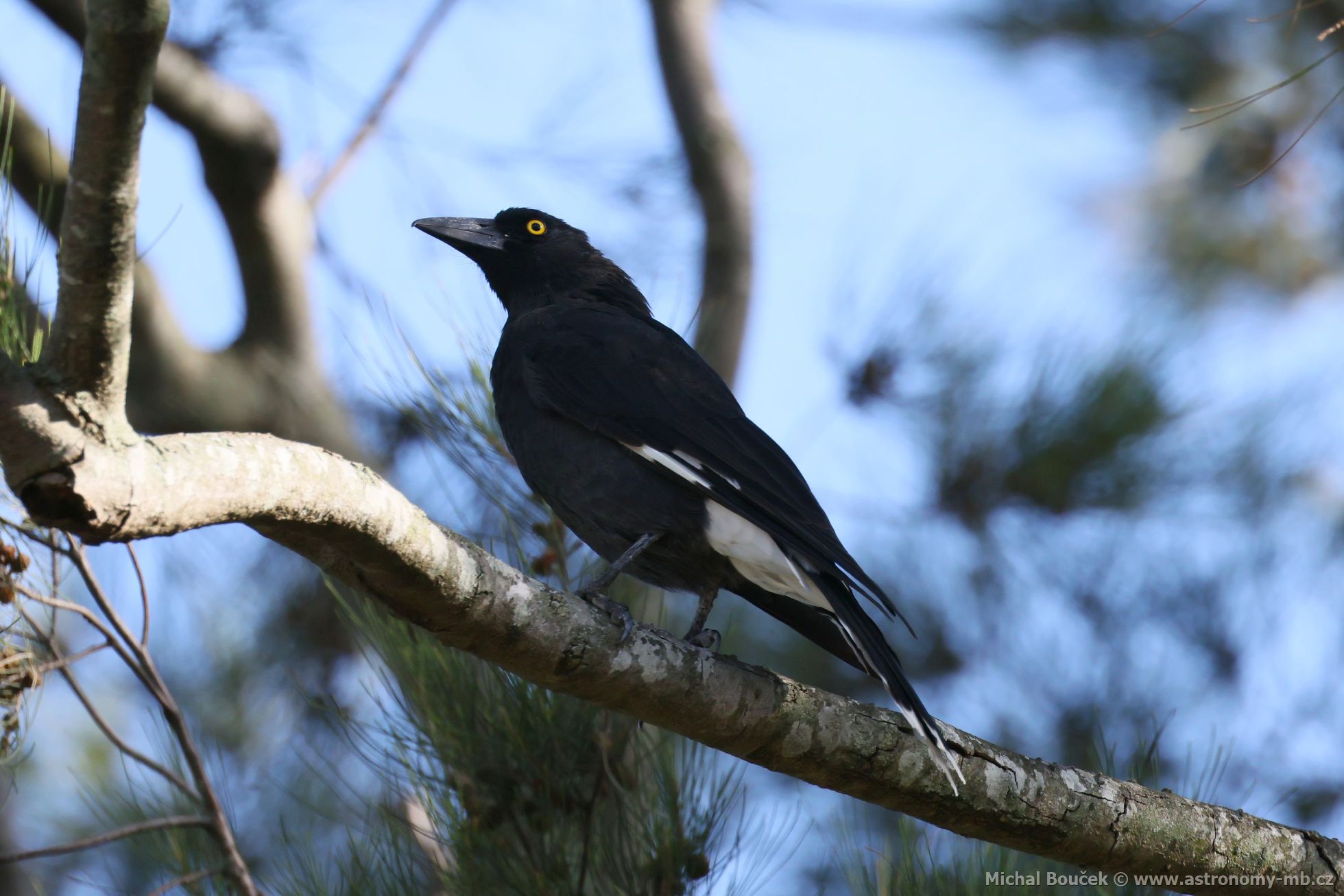 Fléták šedohbetý (Cracticus torquatus)