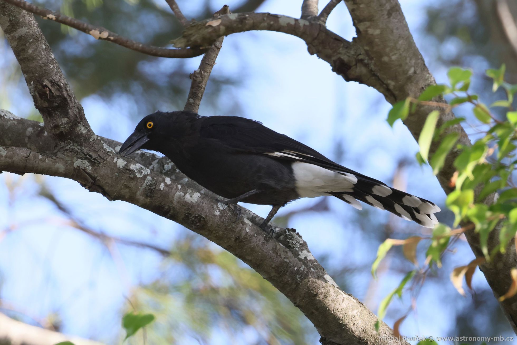 Fléták šedohbetý (Cracticus torquatus)