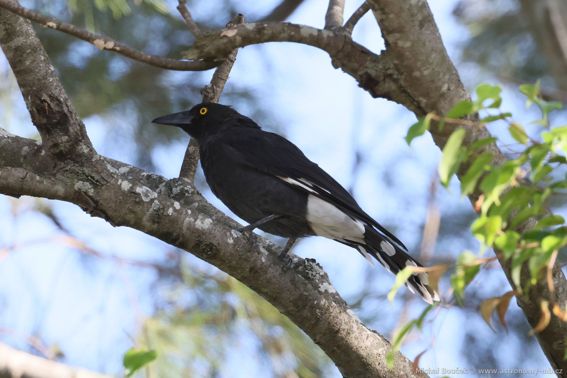 Fléták šedohbetý (Cracticus torquatus)