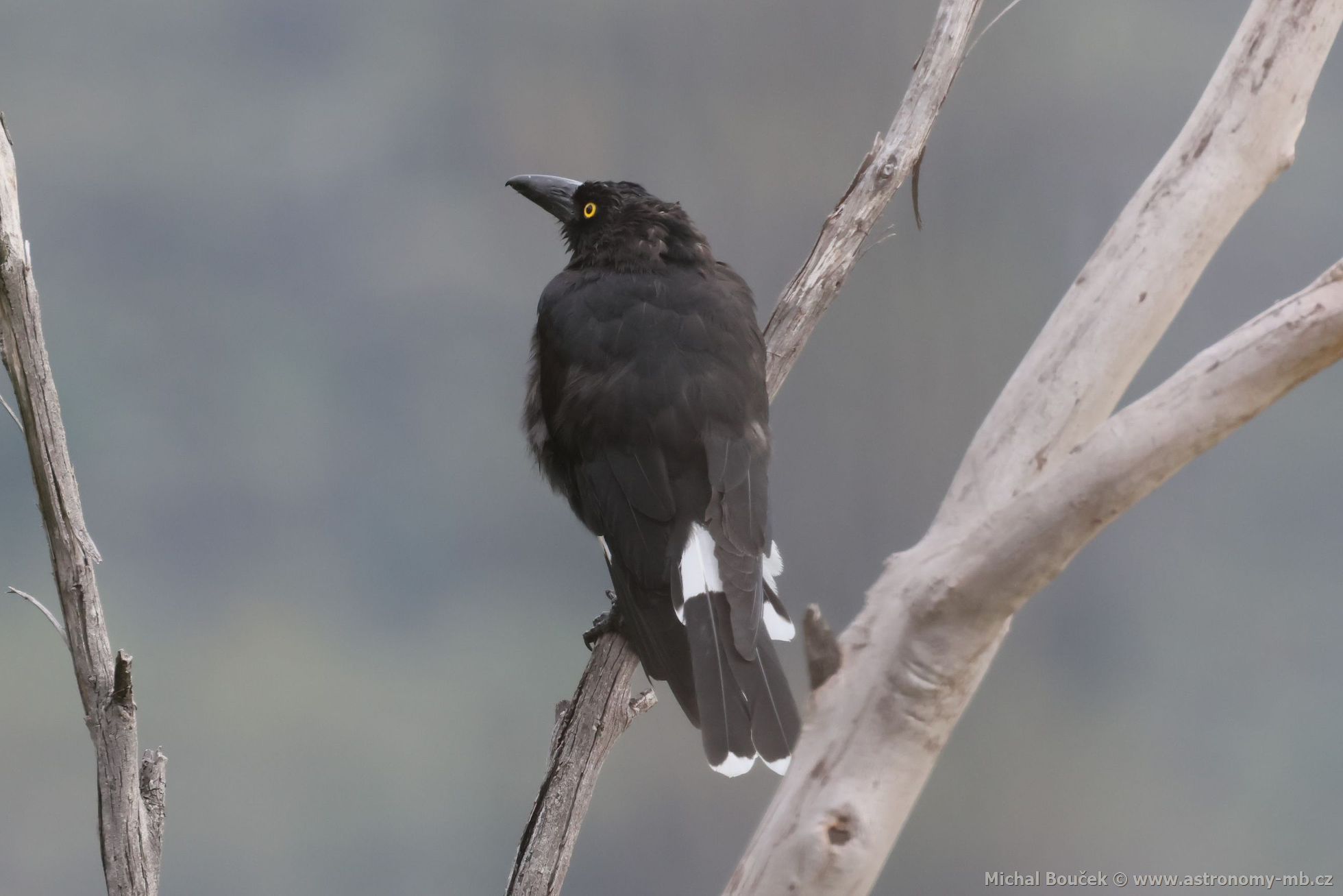 Fléták šedohbetý (Cracticus torquatus)