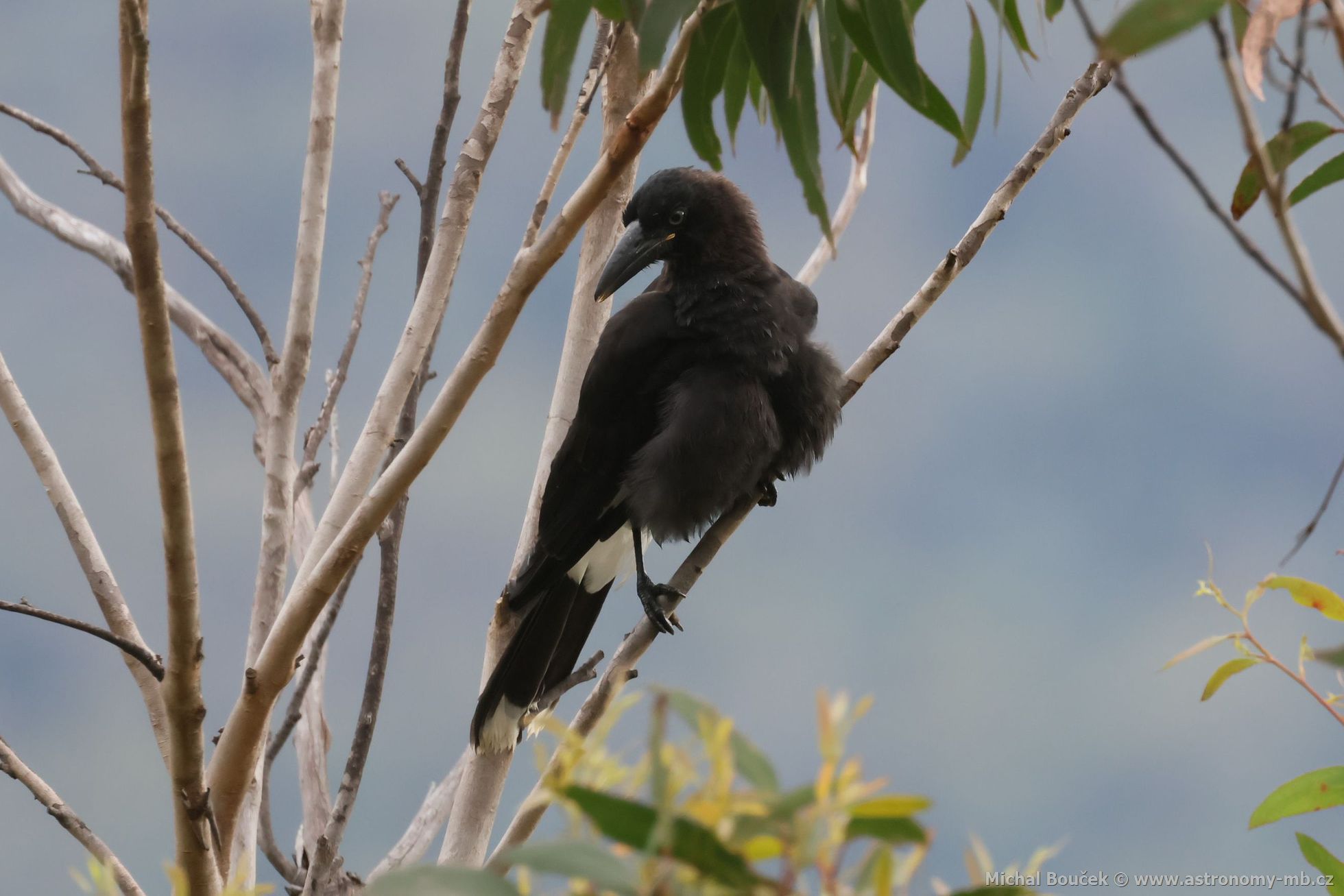 Fléták šedohbetý (Cracticus torquatus)