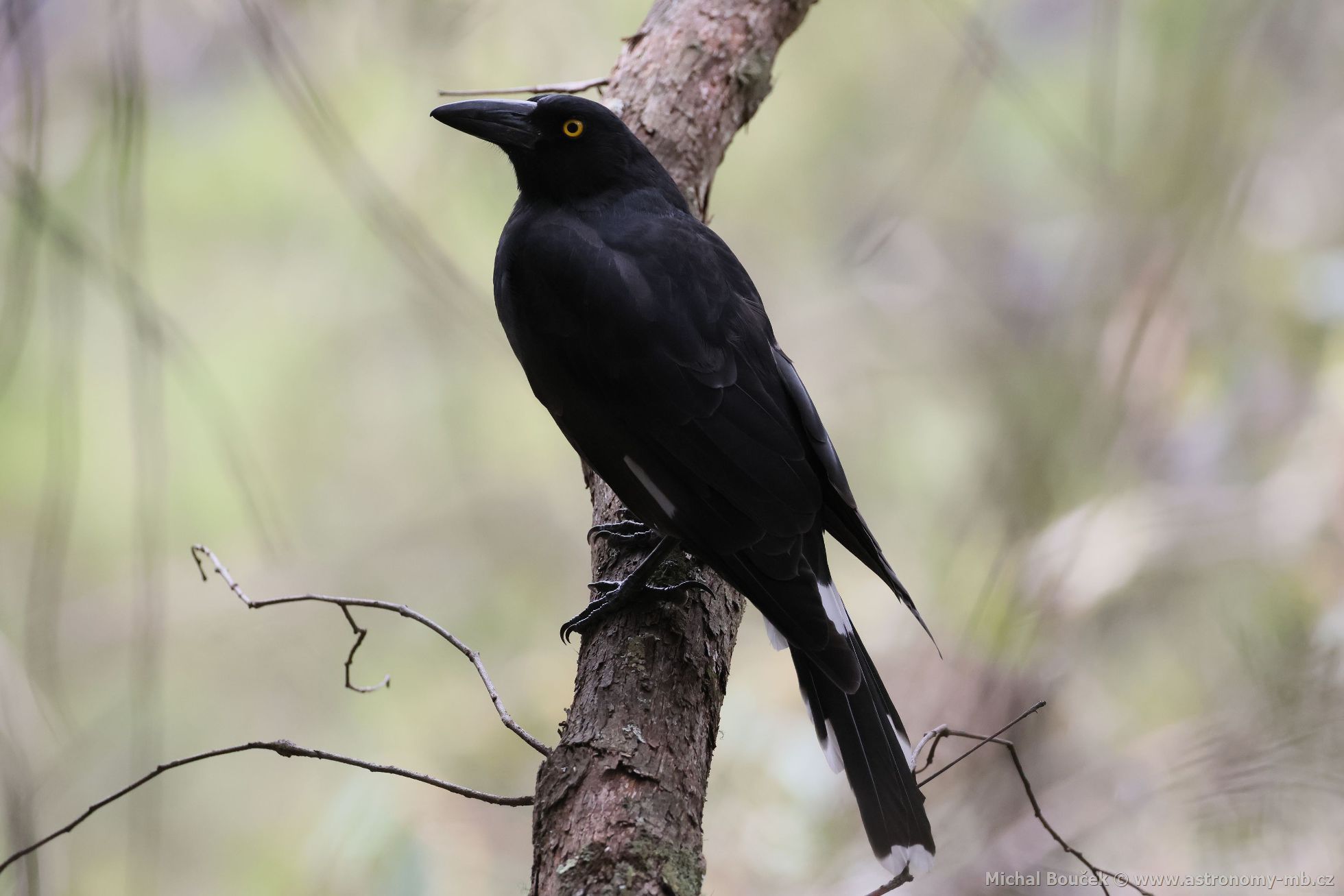 Fléták šedohbetý (Cracticus torquatus)