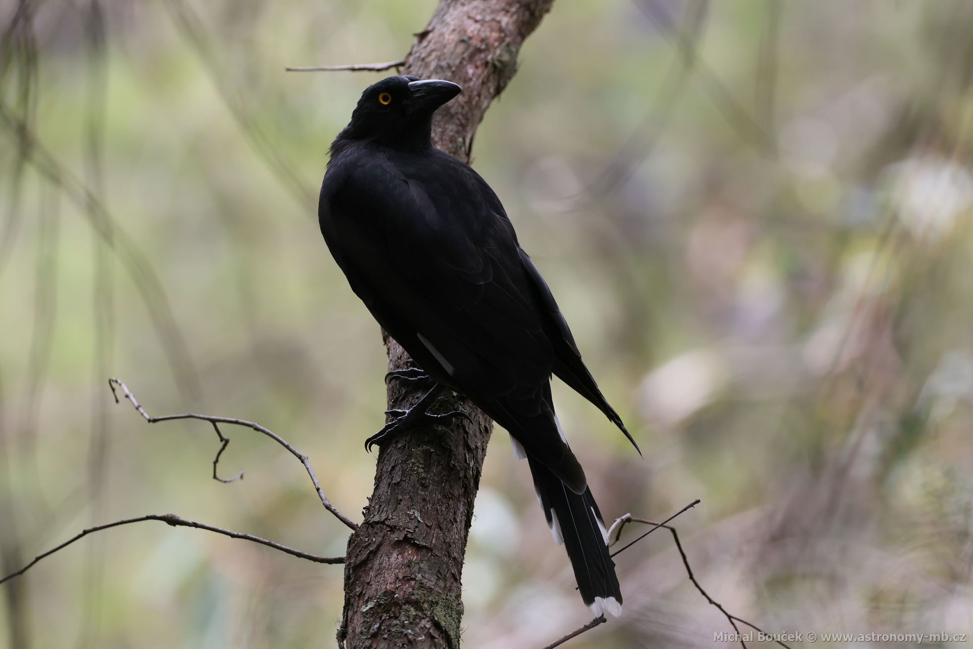 Fléták šedohbetý (Cracticus torquatus)
