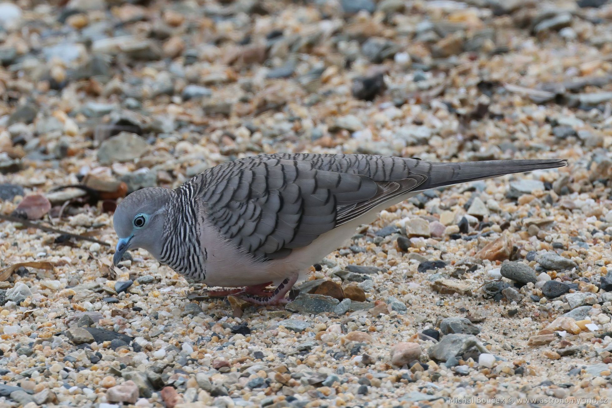 Holoubek proukokrký (Geopelia placida)