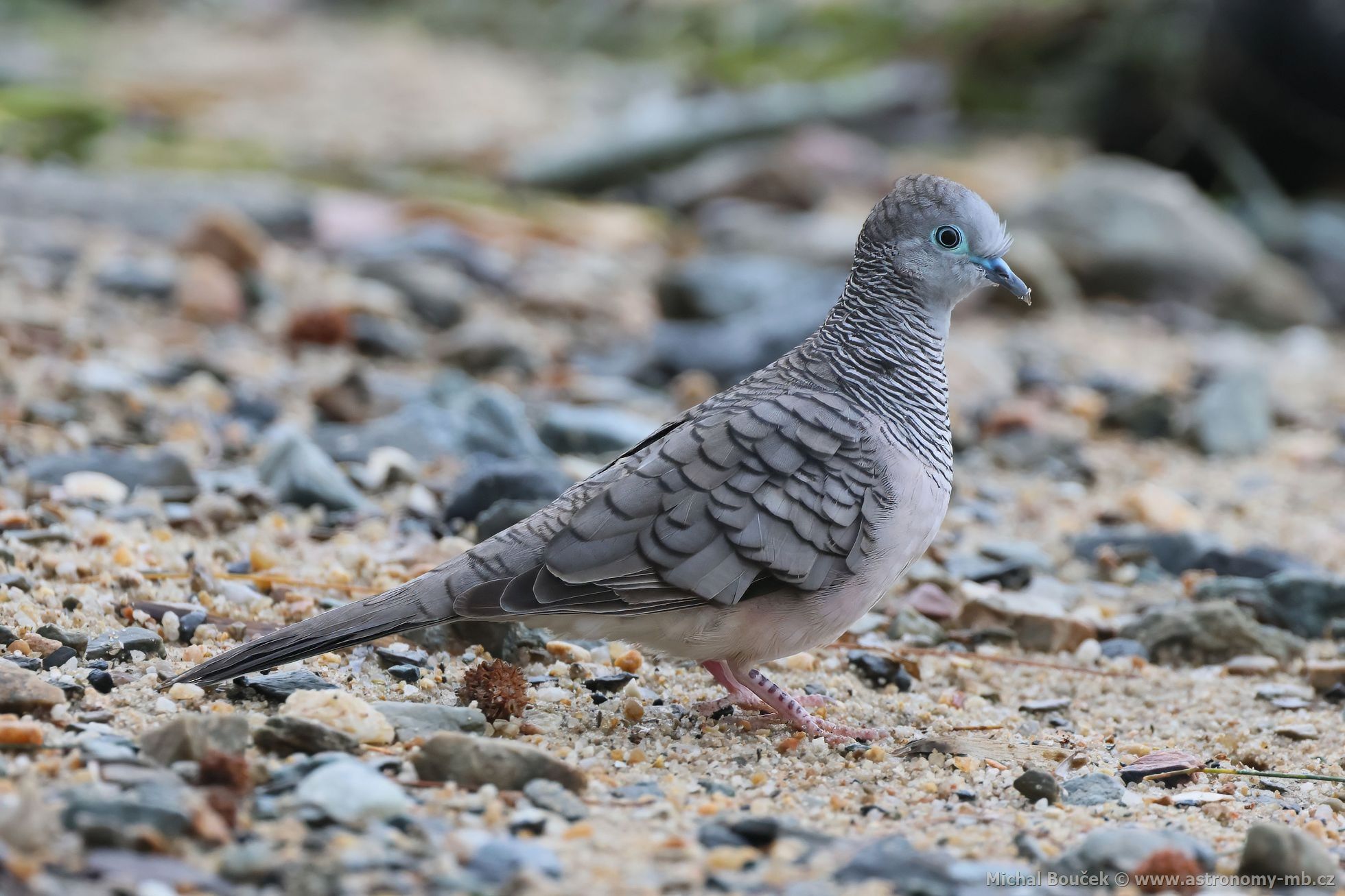 Holoubek proukokrký (Geopelia placida)