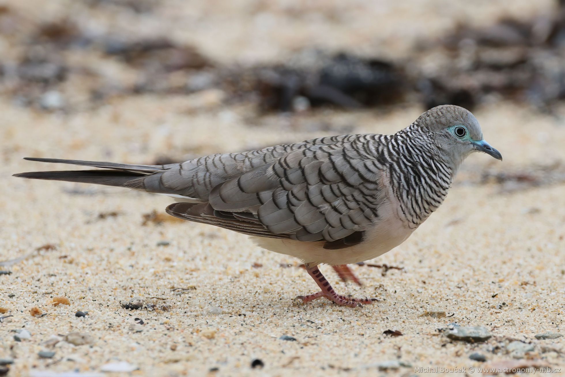 Holoubek proukokrký (Geopelia placida)