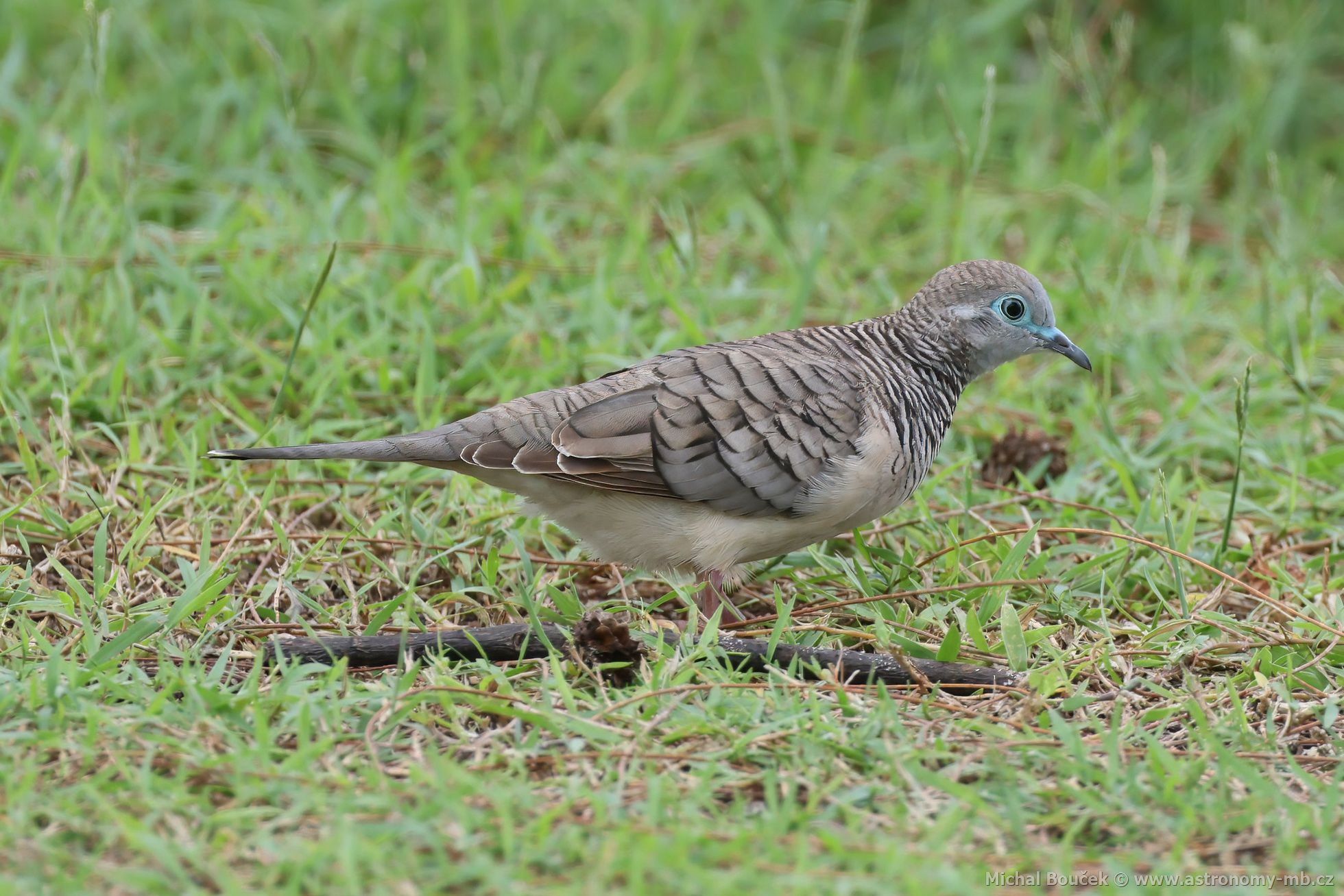 Holoubek proukokrký (Geopelia placida)