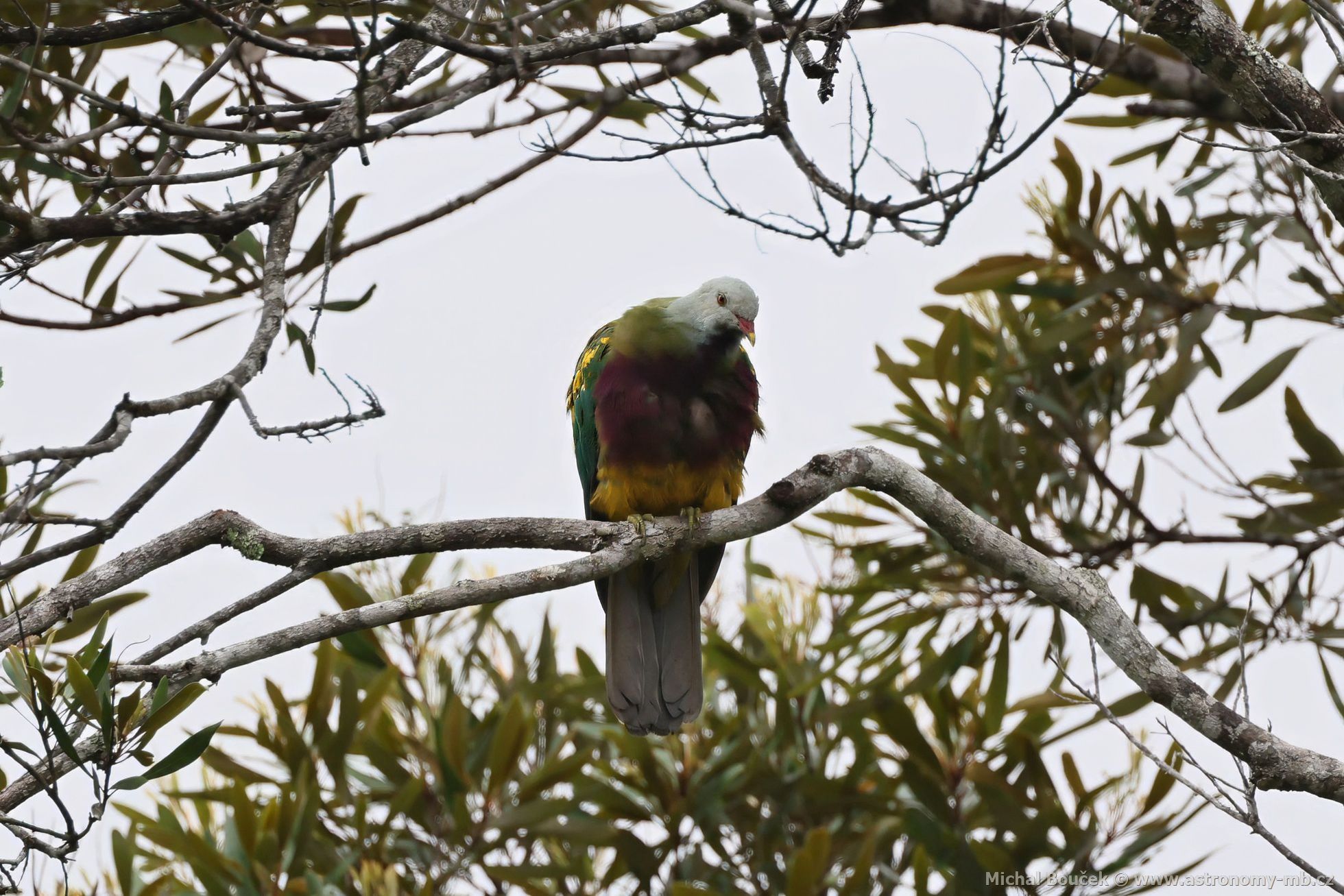 Holub arokrásný (Ptilinopus magnificus)