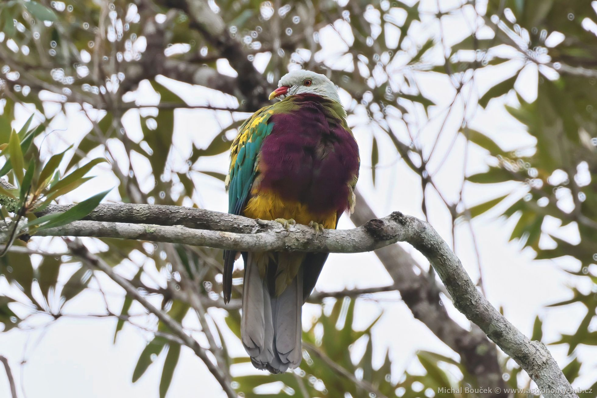Holub arokrásný (Ptilinopus magnificus)