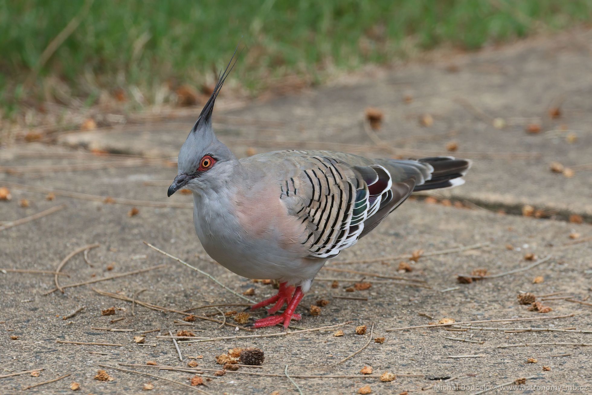 Holub chocholatý (Ocyphaps lophotes)
