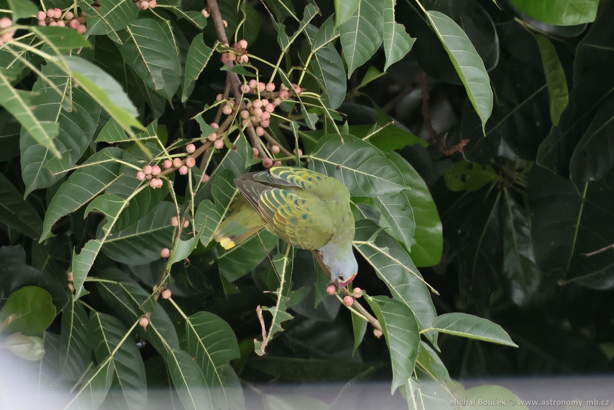Holub královský (Ptilinopus regina)