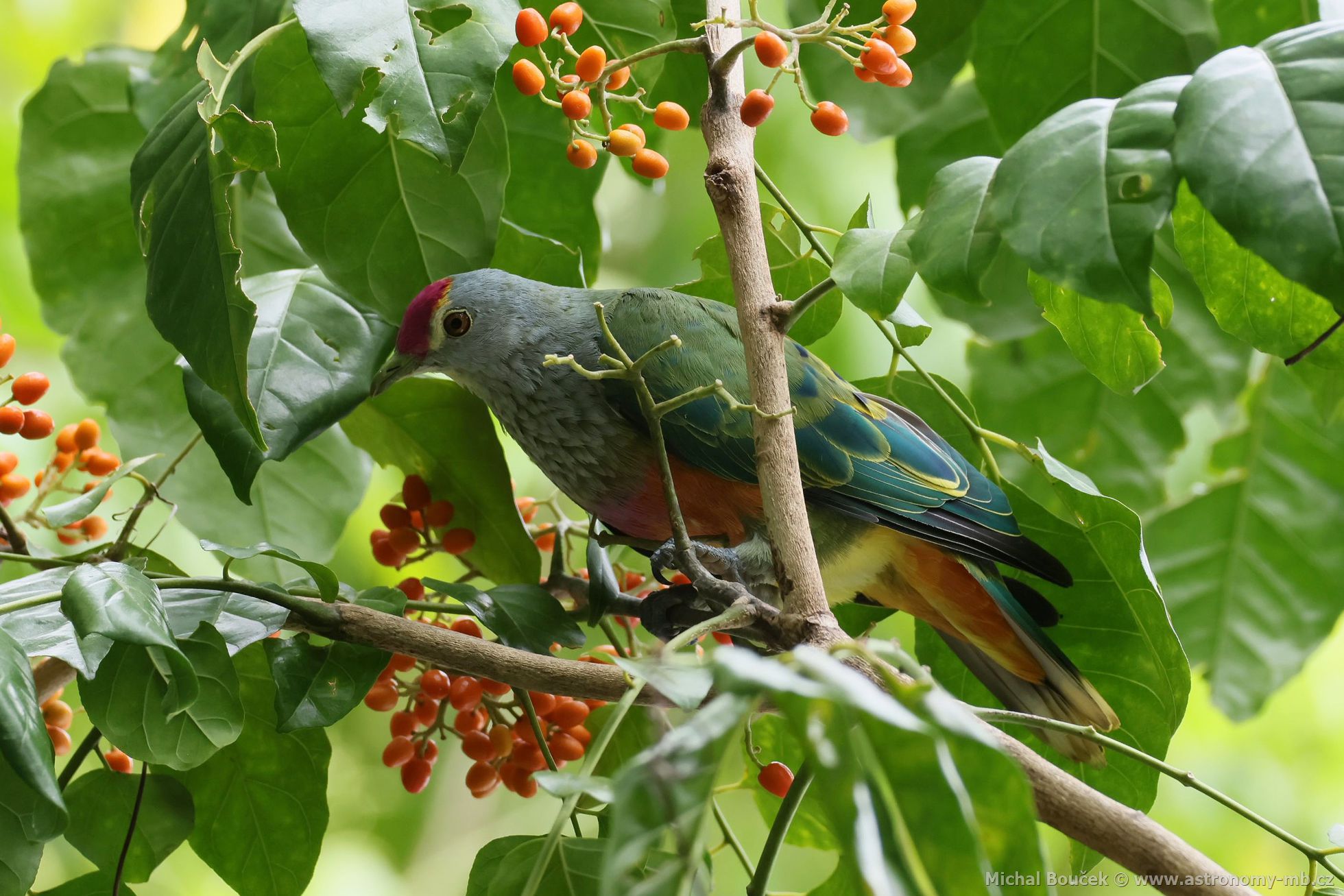 Holub královský (Ptilinopus regina)