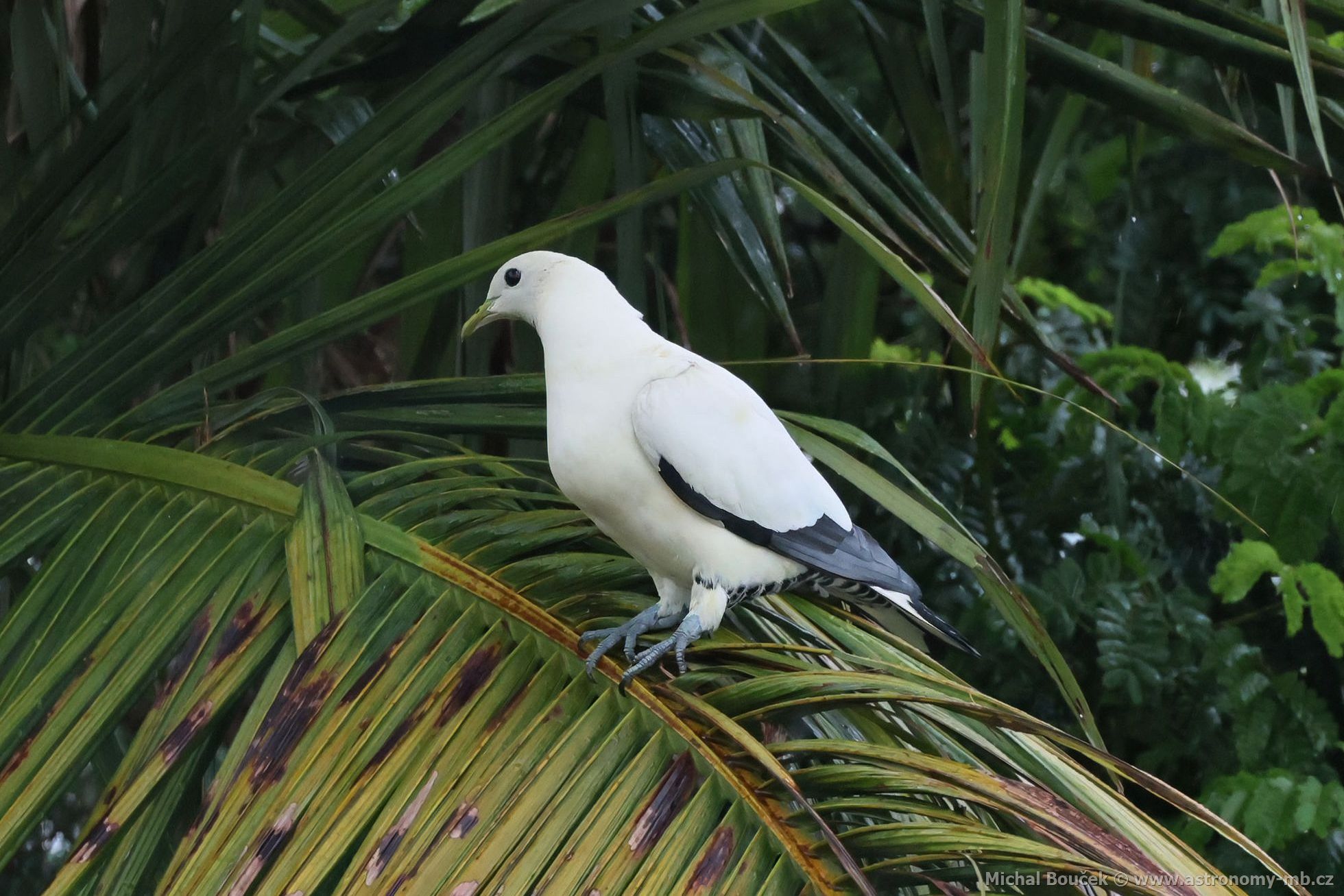 Holub pobení (Ducula spilorrhoa)